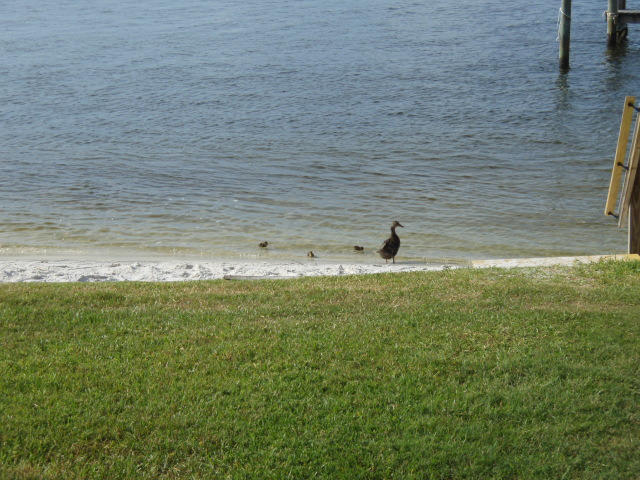 FOUNTAINHEAD CONDO - Residential