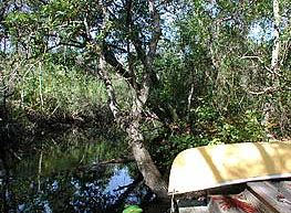 The Hammocks at Seagrove - Residential