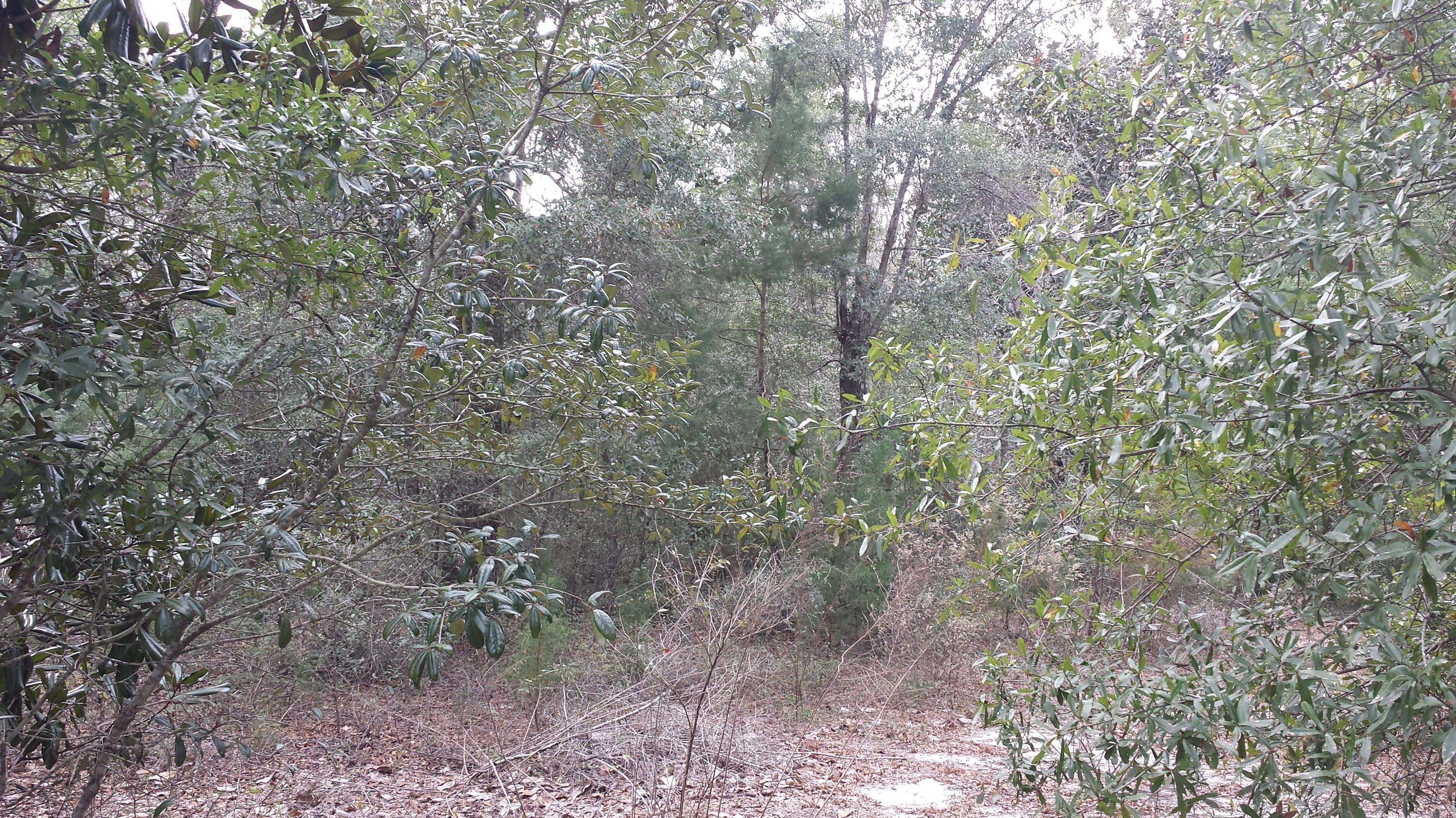 Magnolia Landing - Land