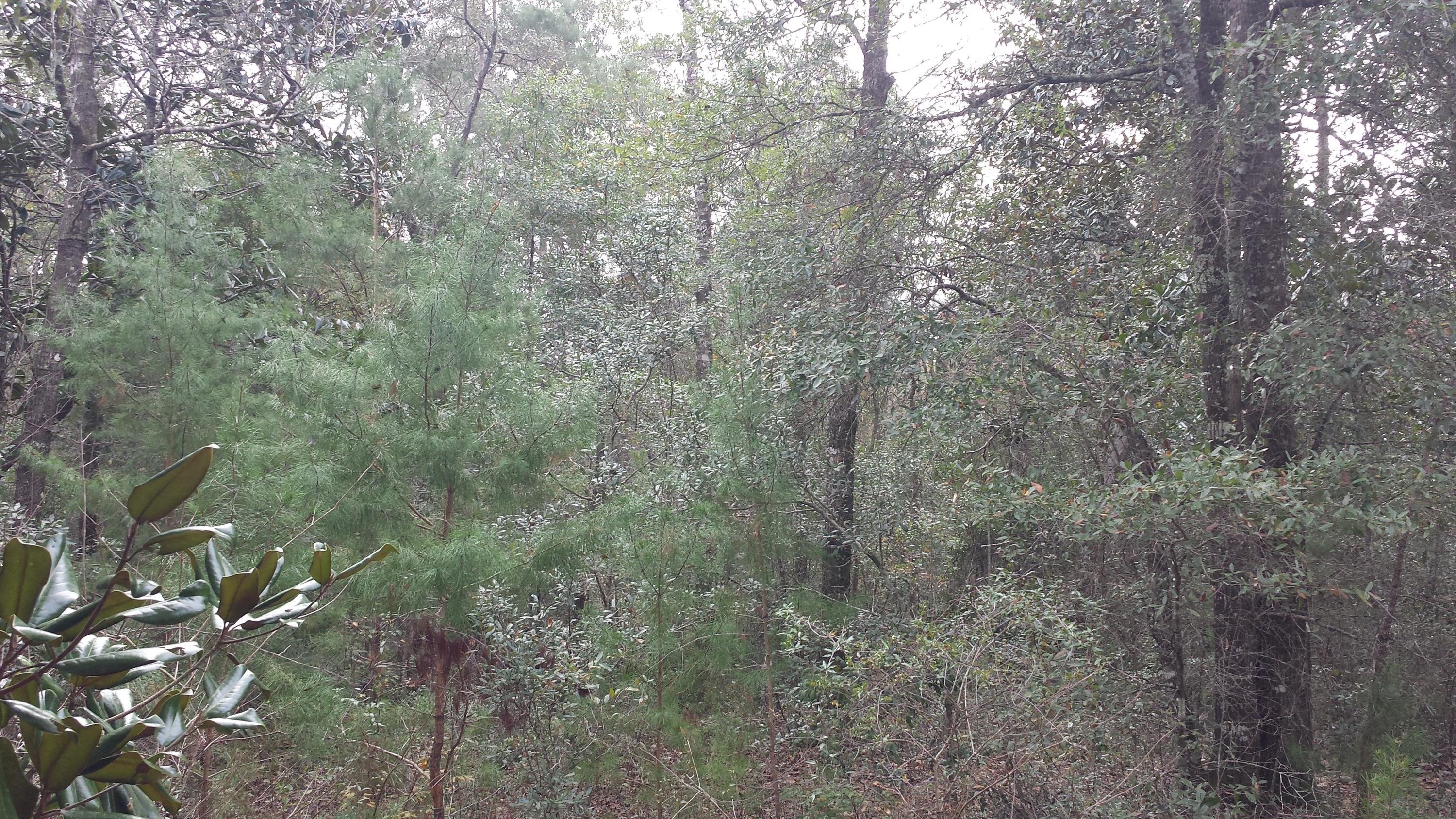 Magnolia Landing - Land