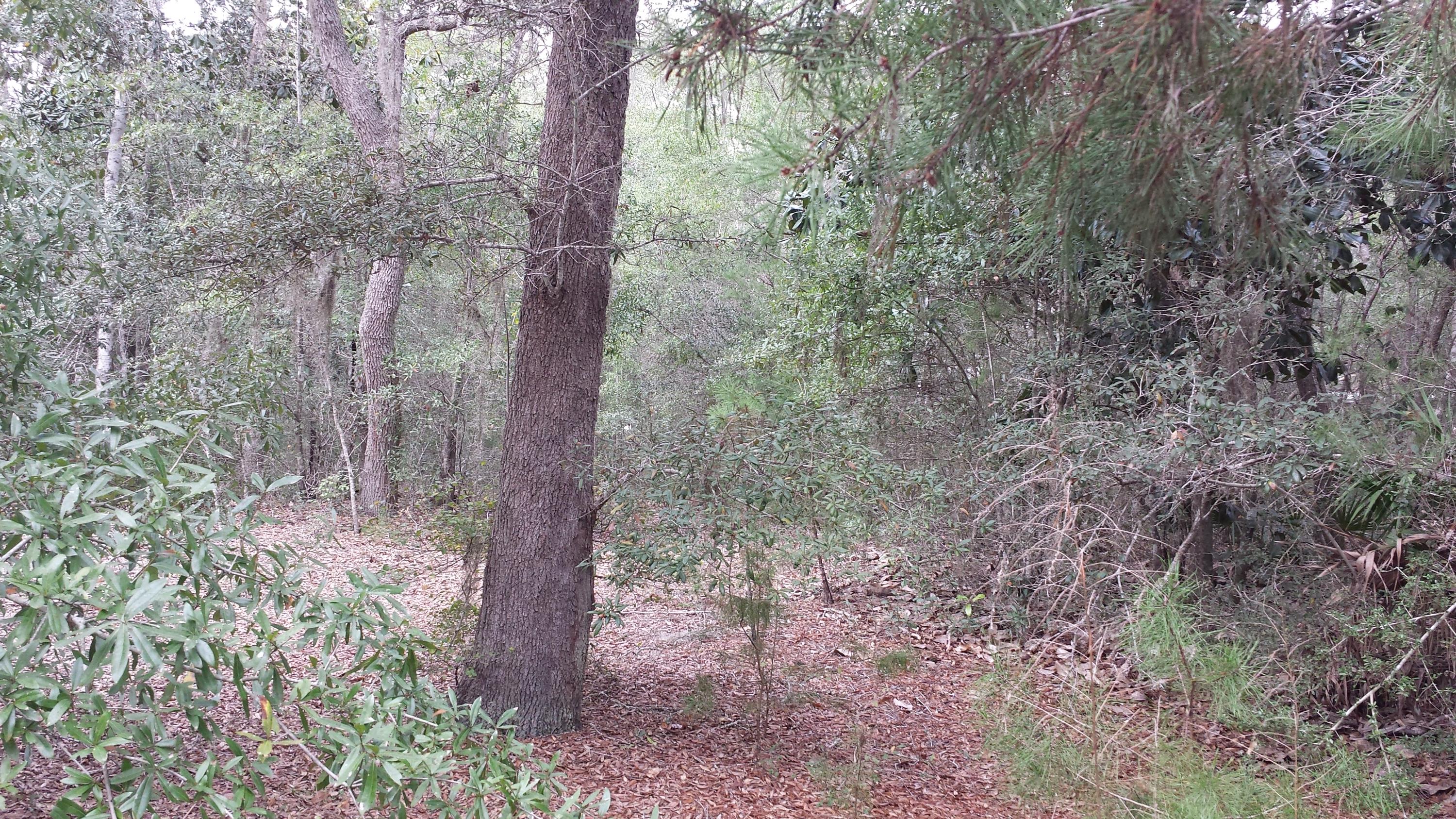 Magnolia Landing - Land