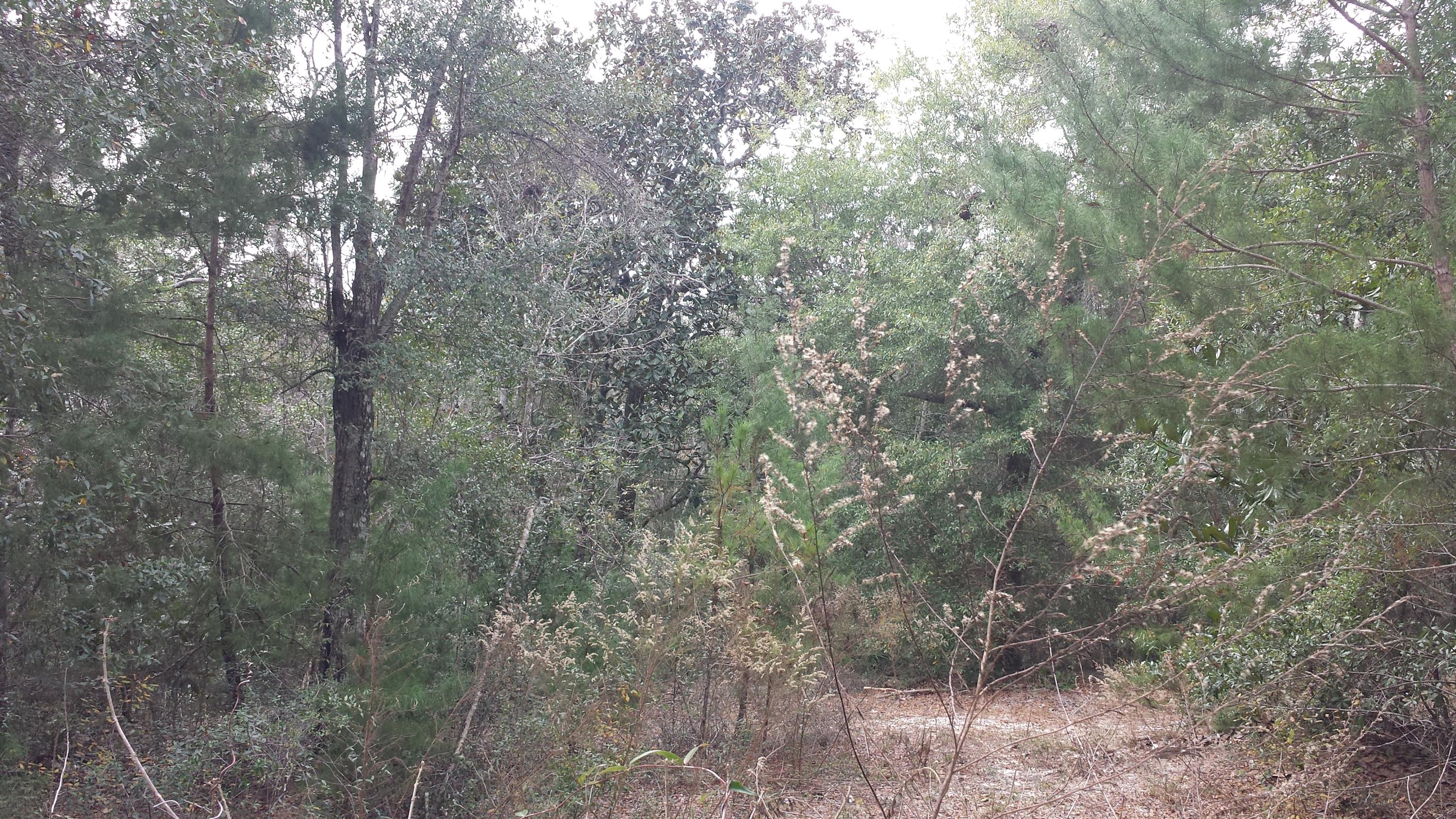 Magnolia Landing - Land