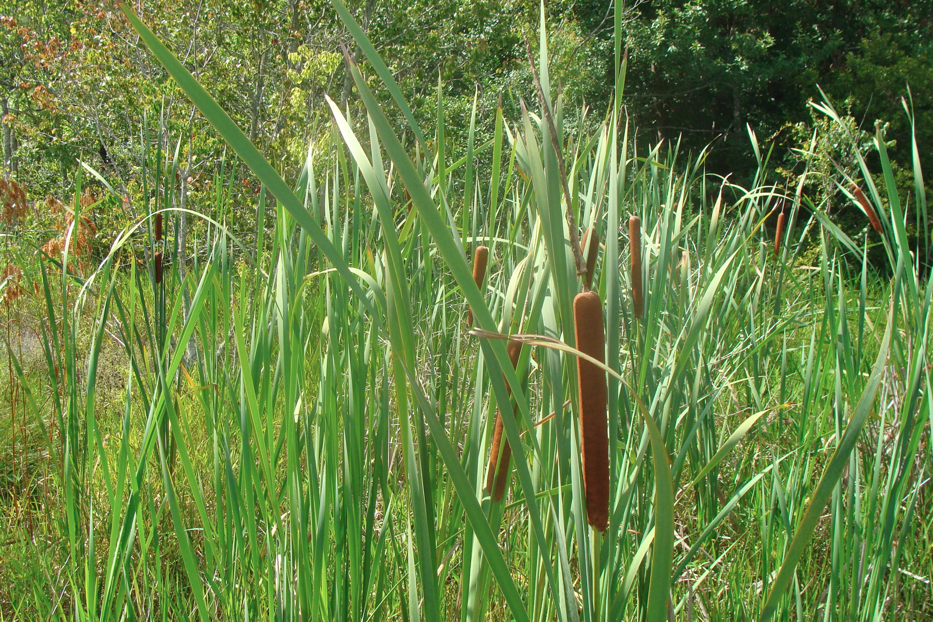 JUNIPER EAST 3RD ADDN UNREC - Residential