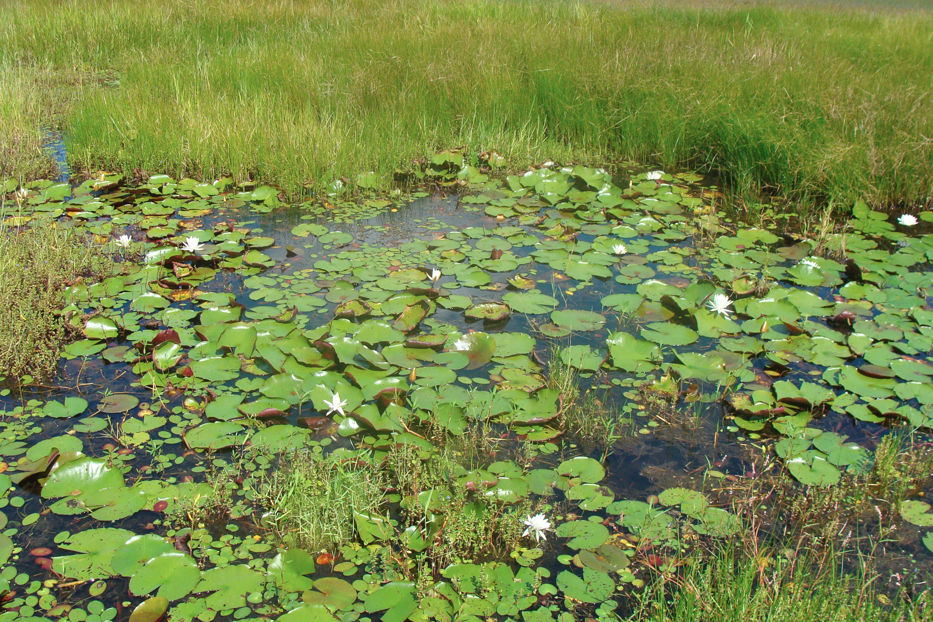 JUNIPER EAST 3RD ADDN UNREC - Residential