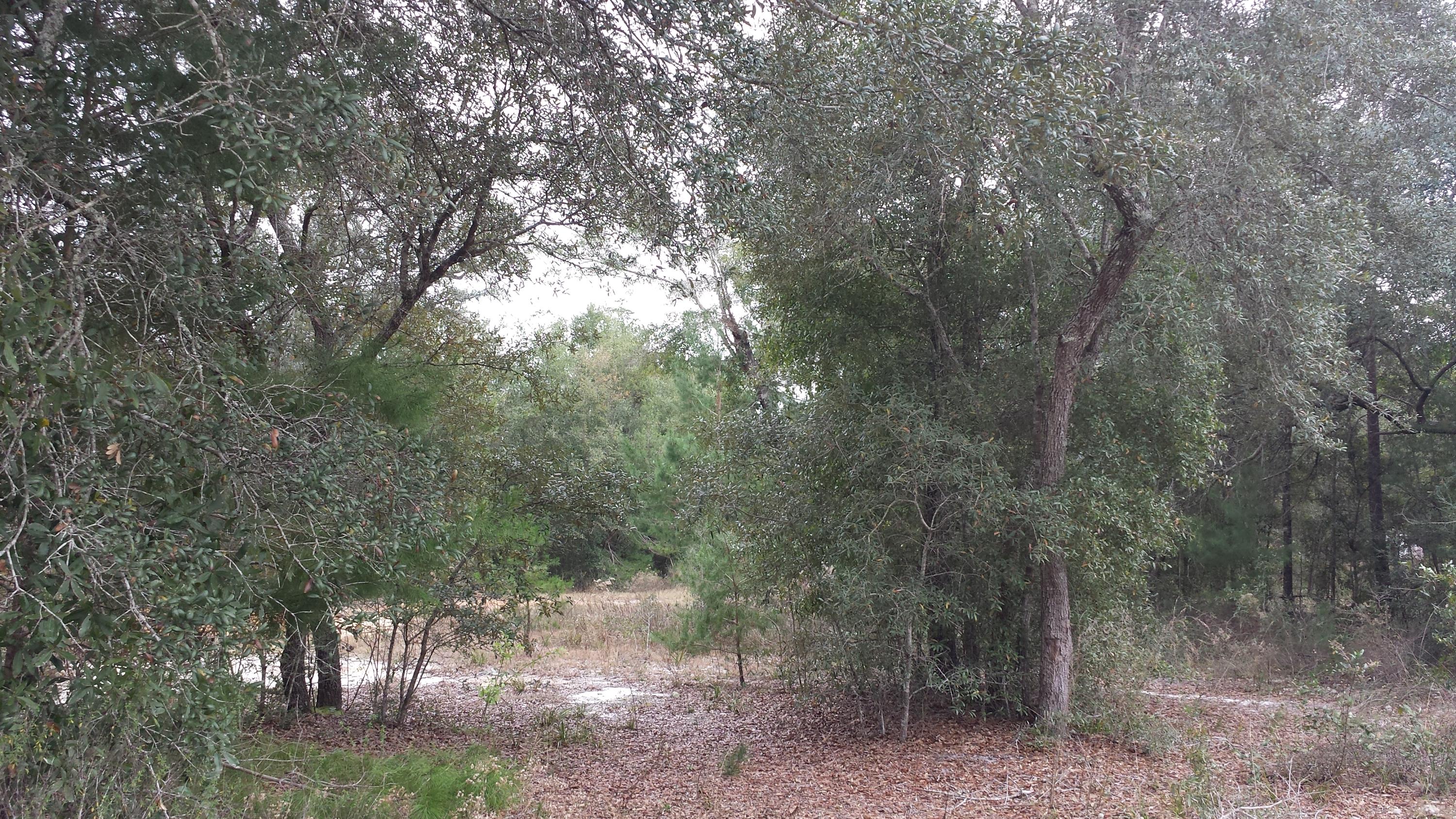 Magnolia Landing - Land