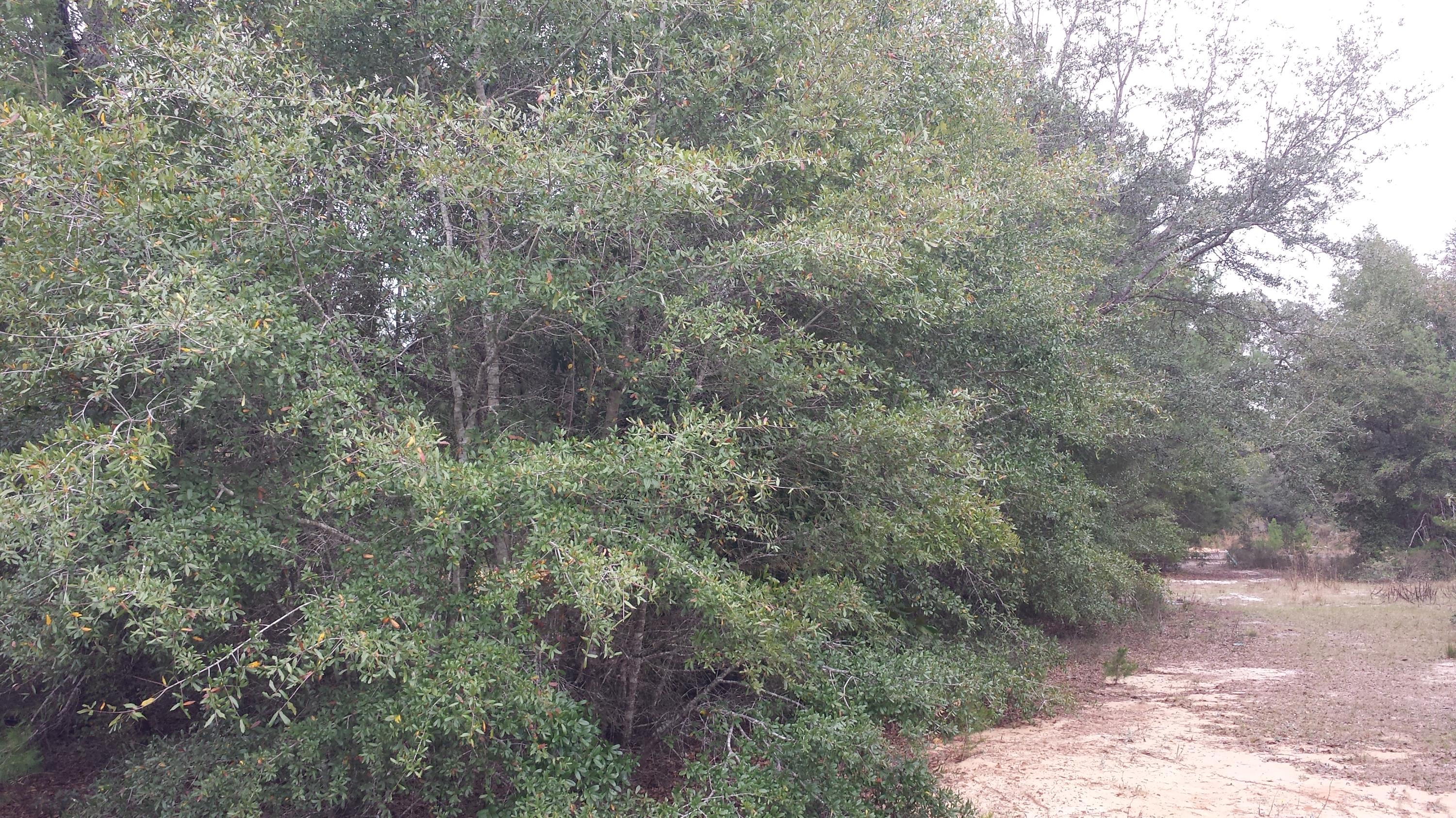 Magnolia Landing - Land