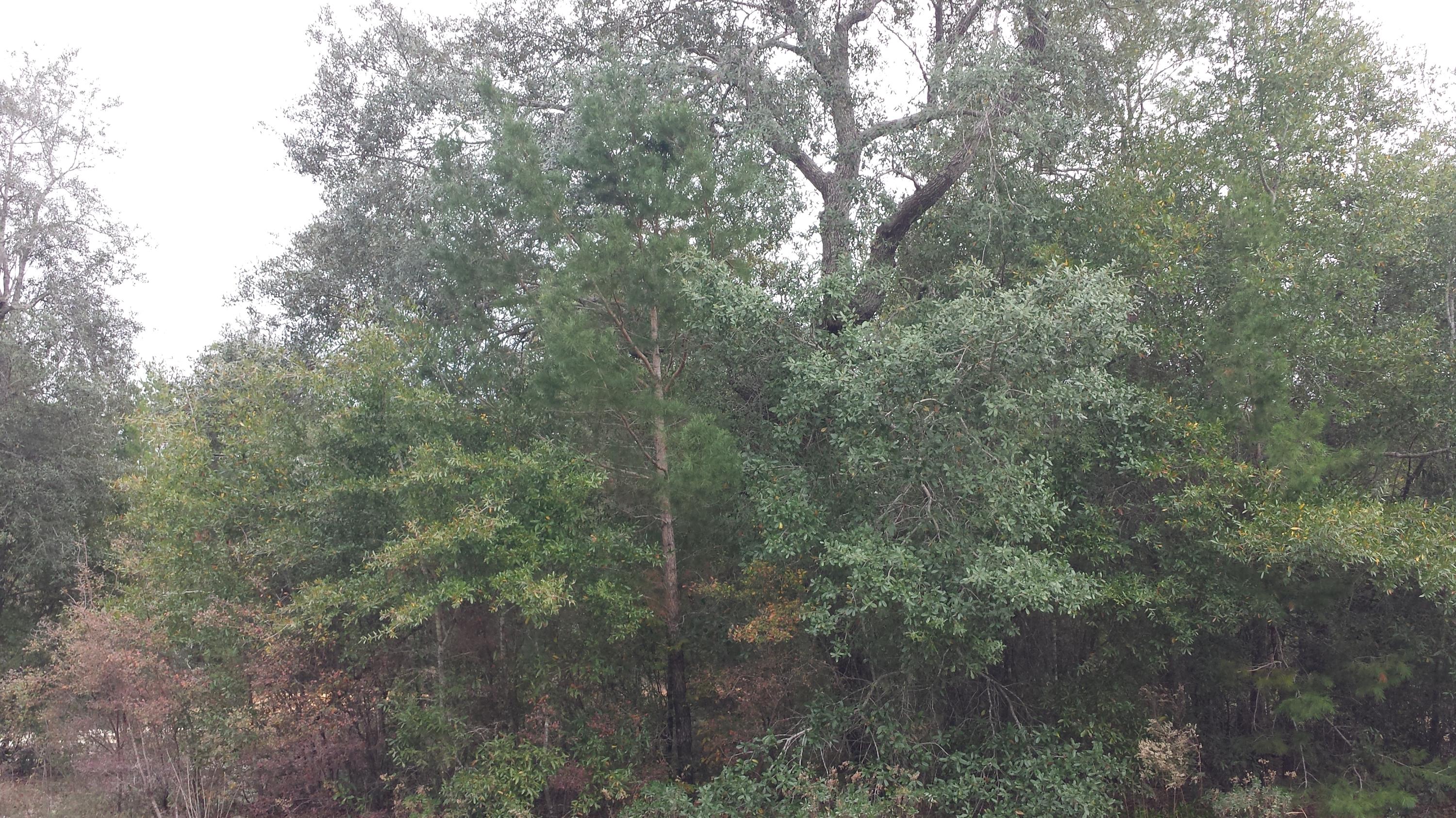 Magnolia Landing - Land