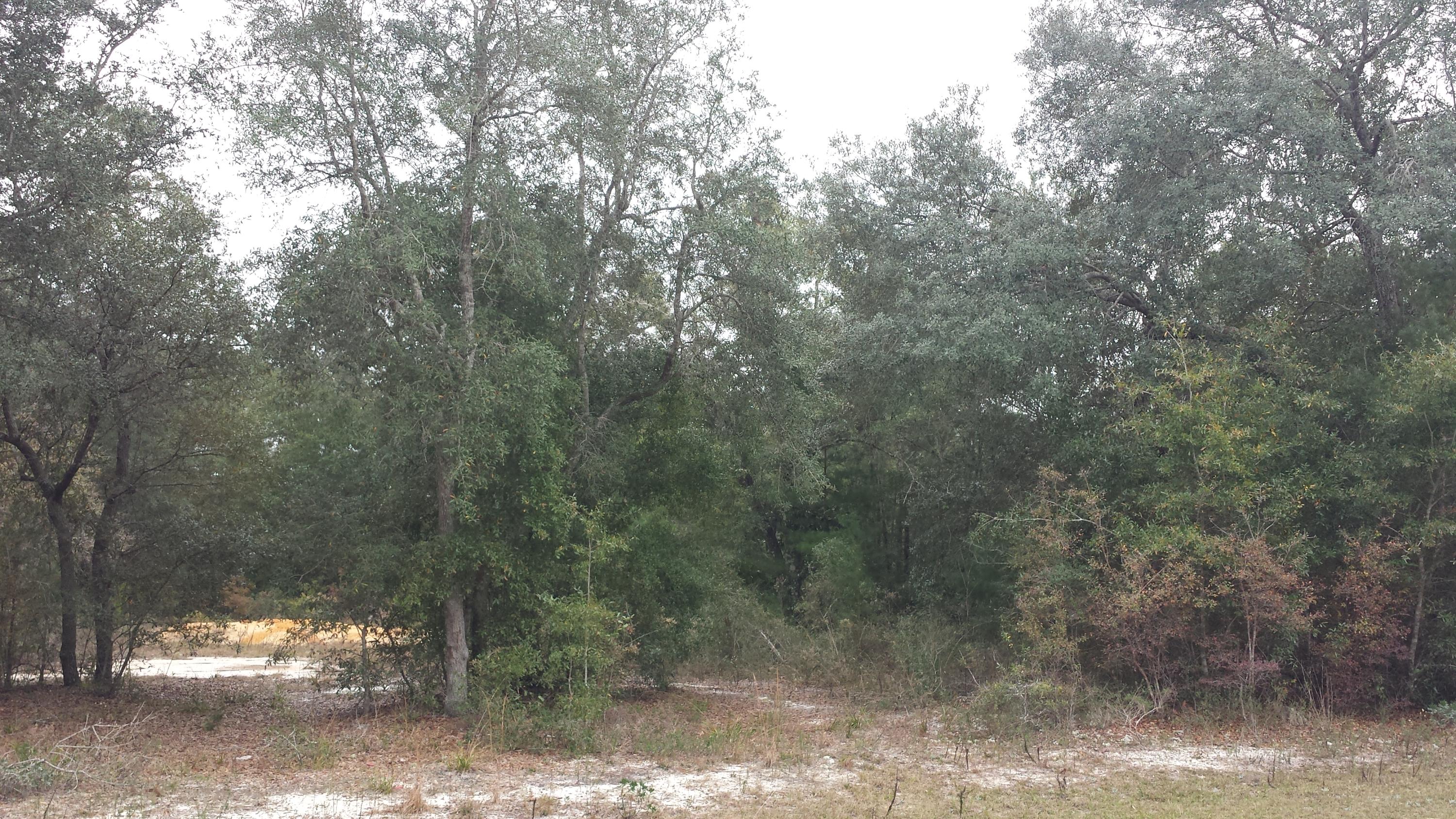 Magnolia Landing - Land