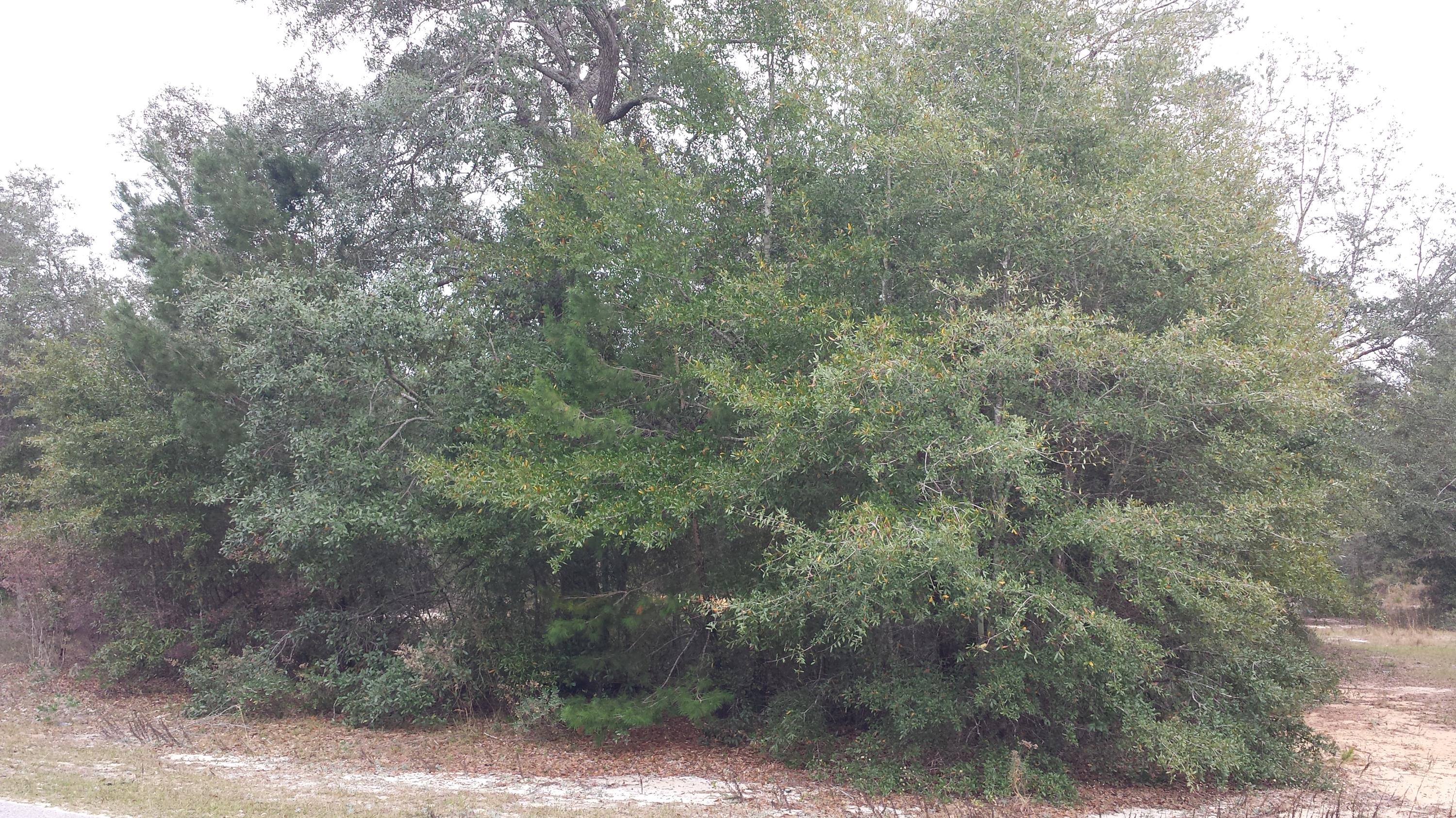 Magnolia Landing - Land