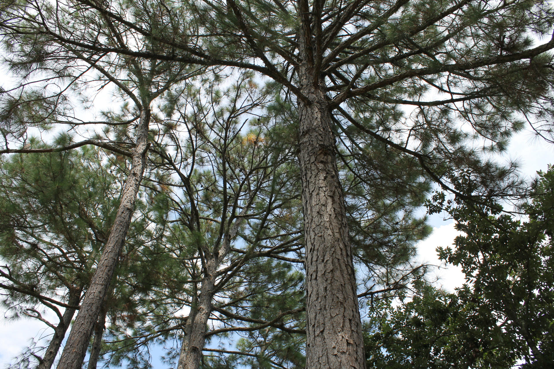 St. Andrews South - Residential