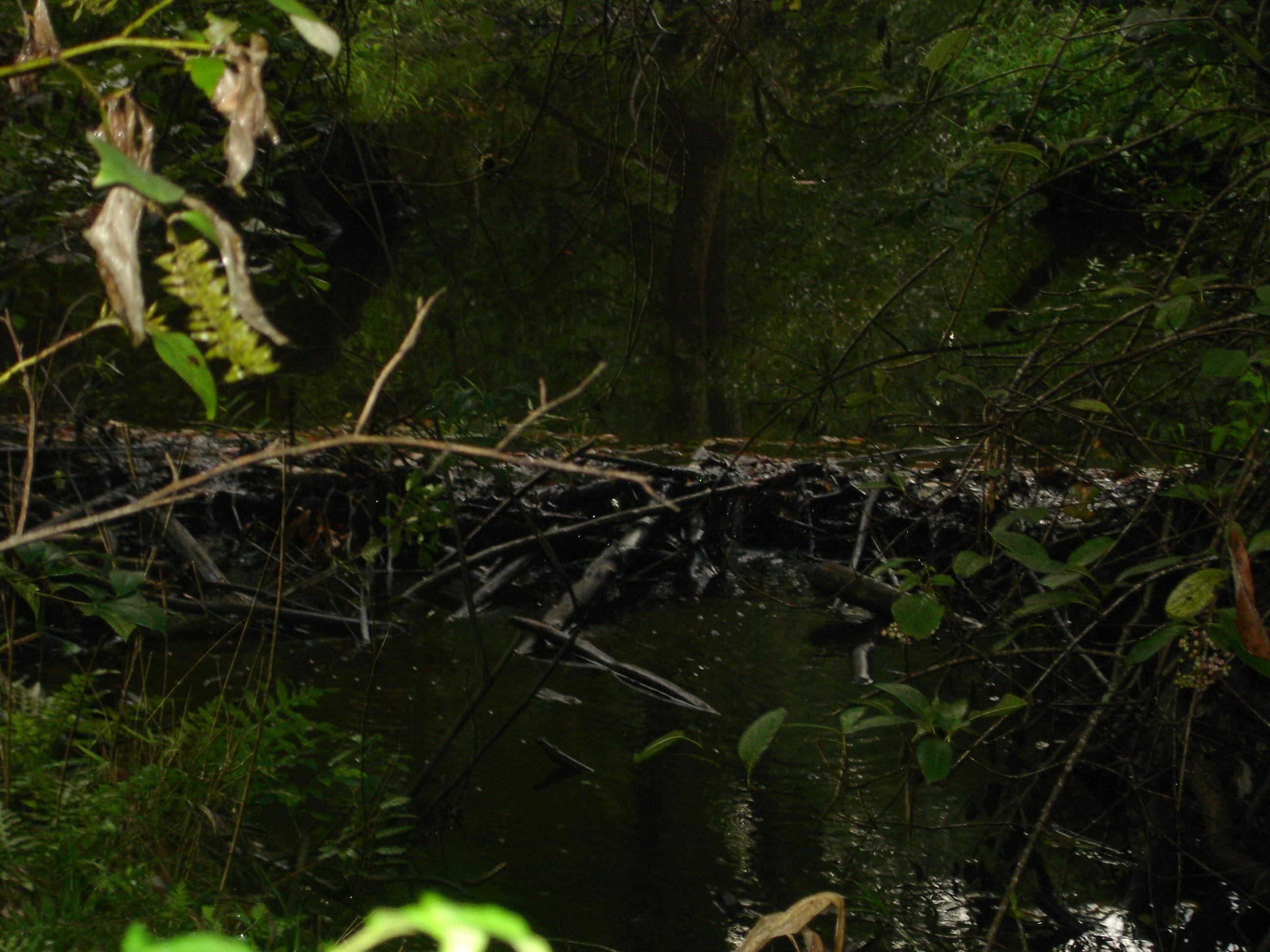 BEAUTIFUL 39+/- ACRES IN NORTH OKALOOSA COUNTY.MIXED HARDWOODS. GREAT HUNTING. APPROX 45 MINUTES TO FORT WALTON.
