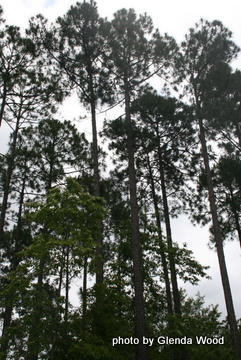 Cross Creek Shores S/D - Land