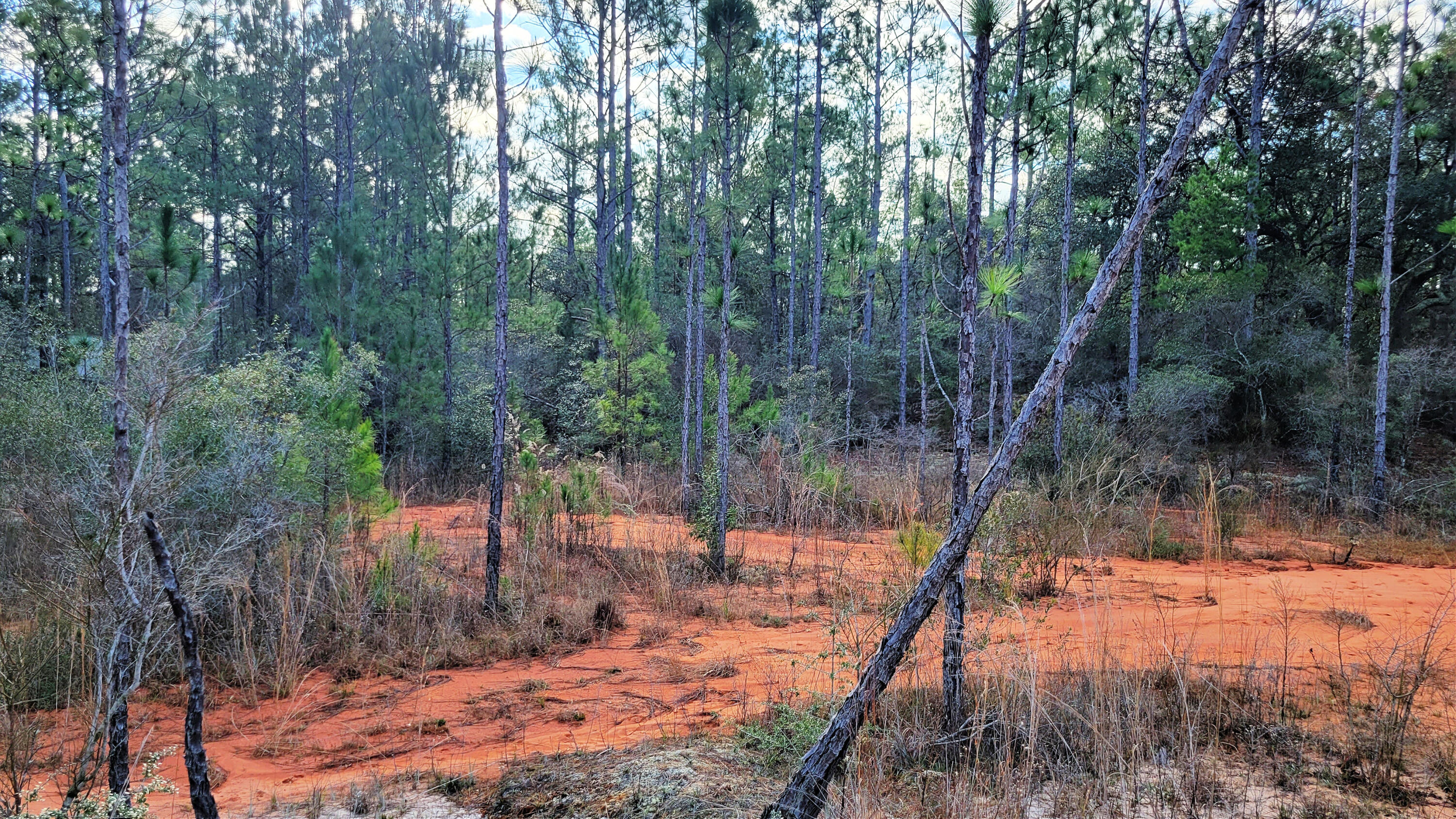 Wilson  Estate South - Land