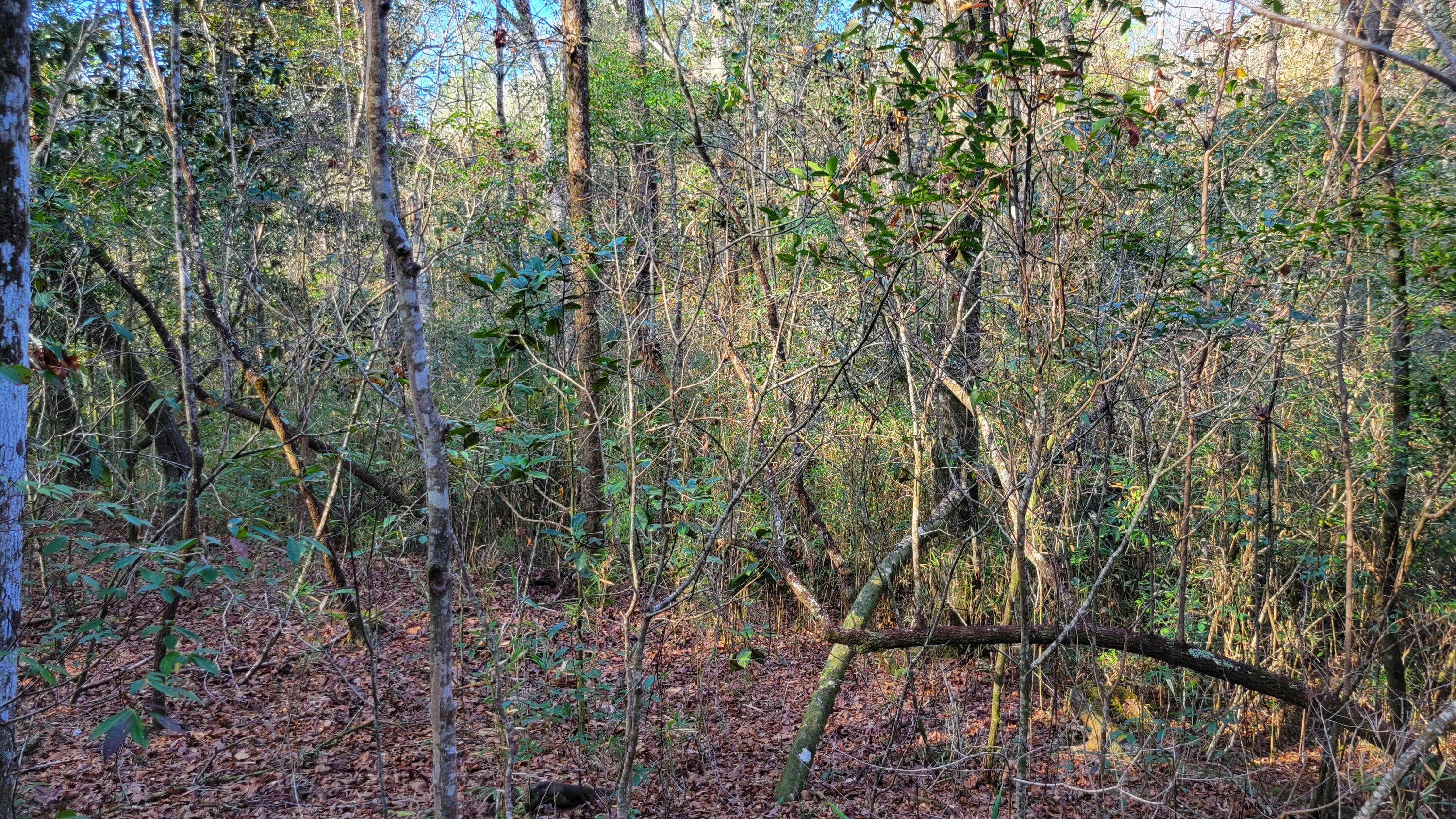 Wilson  Estate South - Land