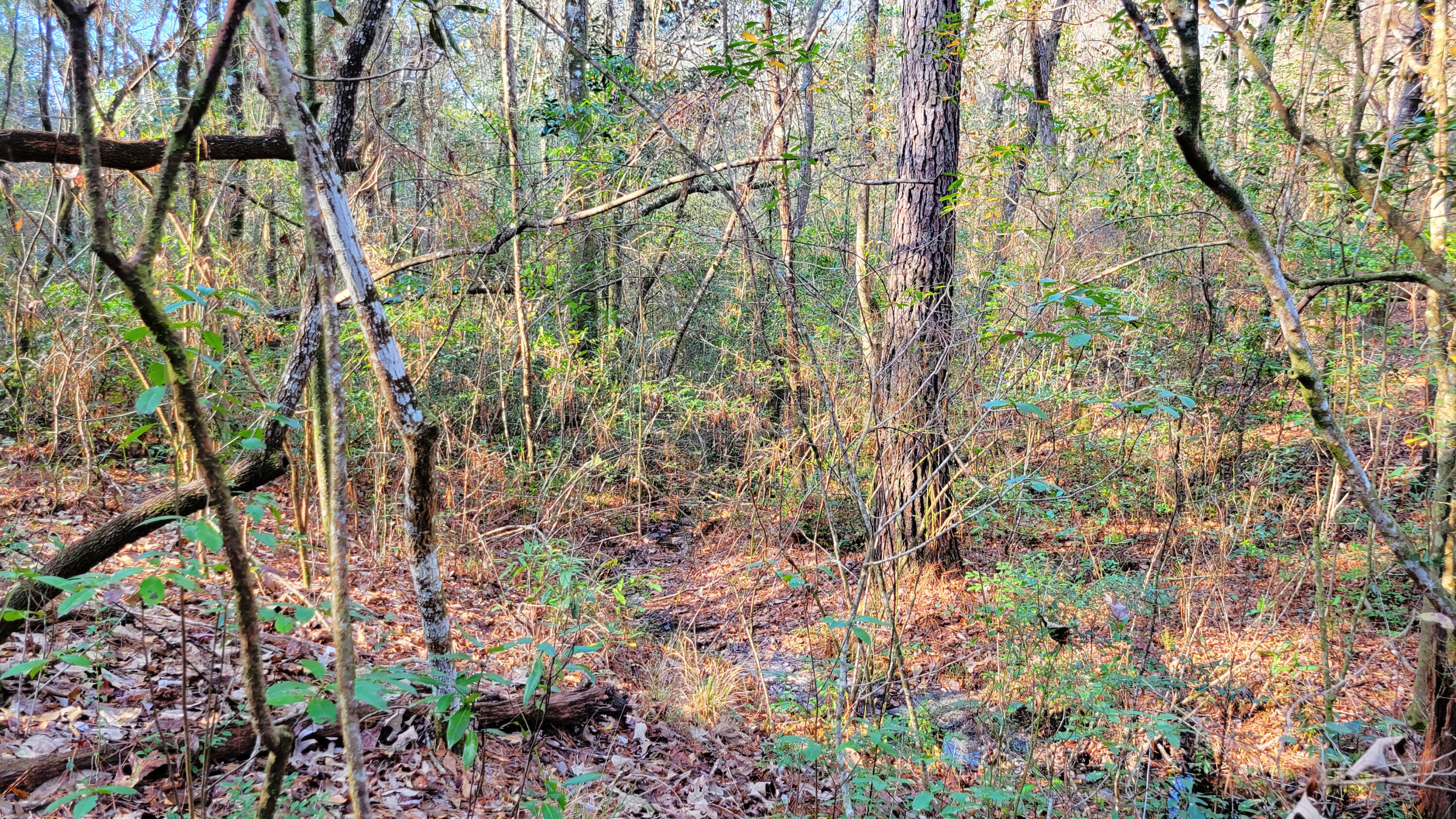 Wilson  Estate South - Land