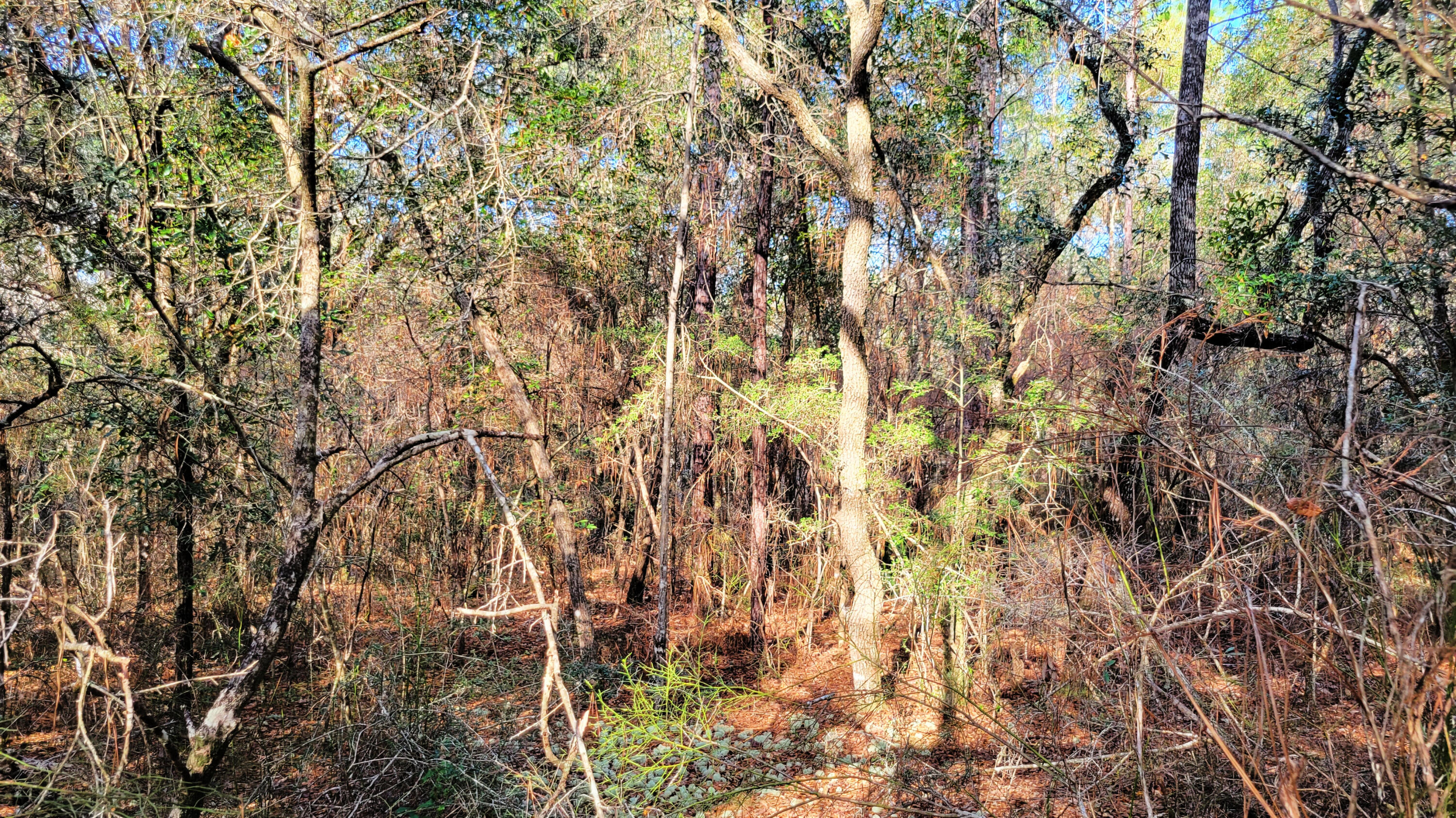 Wilson  Estate South - Land