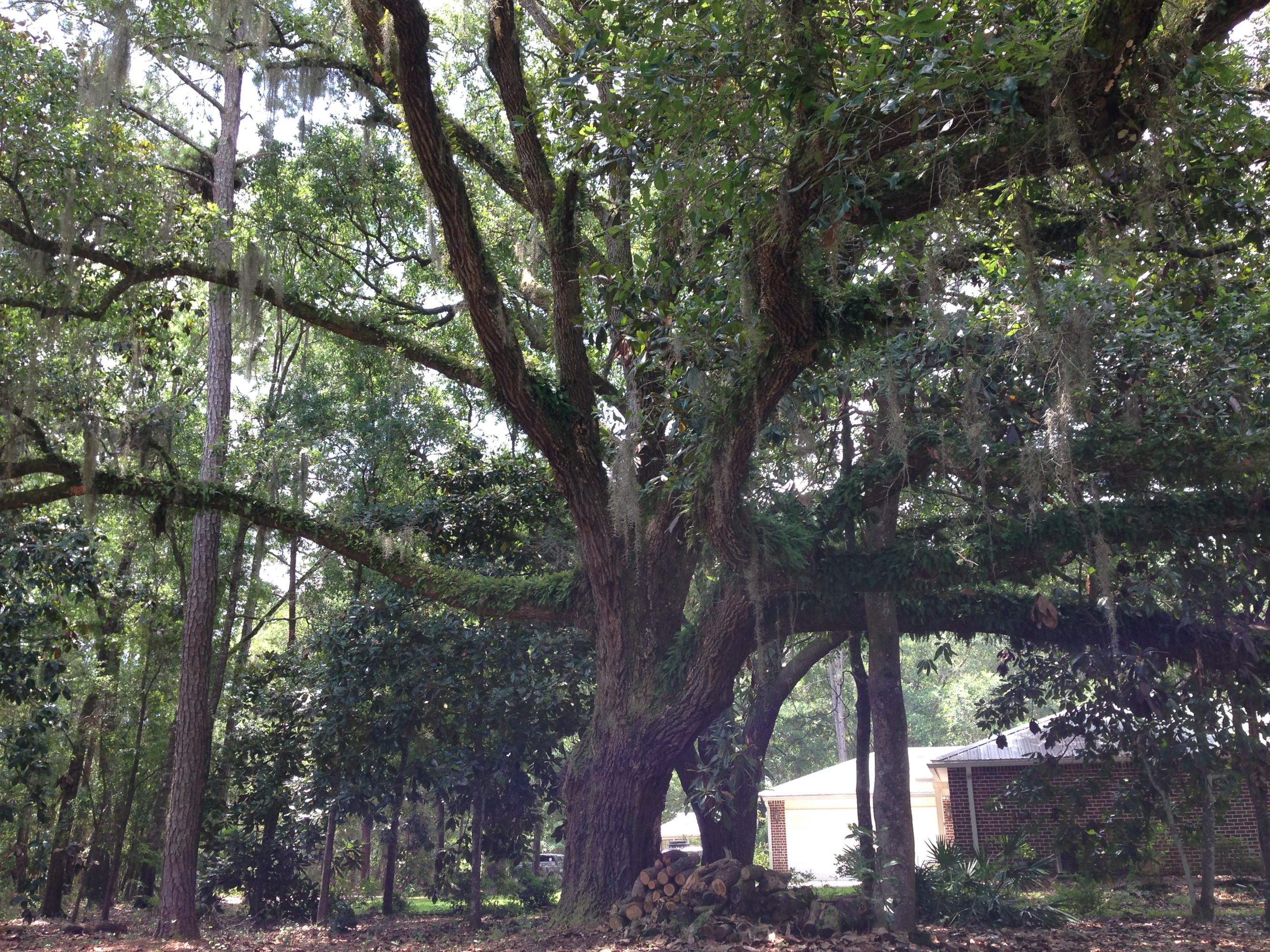 Historic Point Washington - Residential