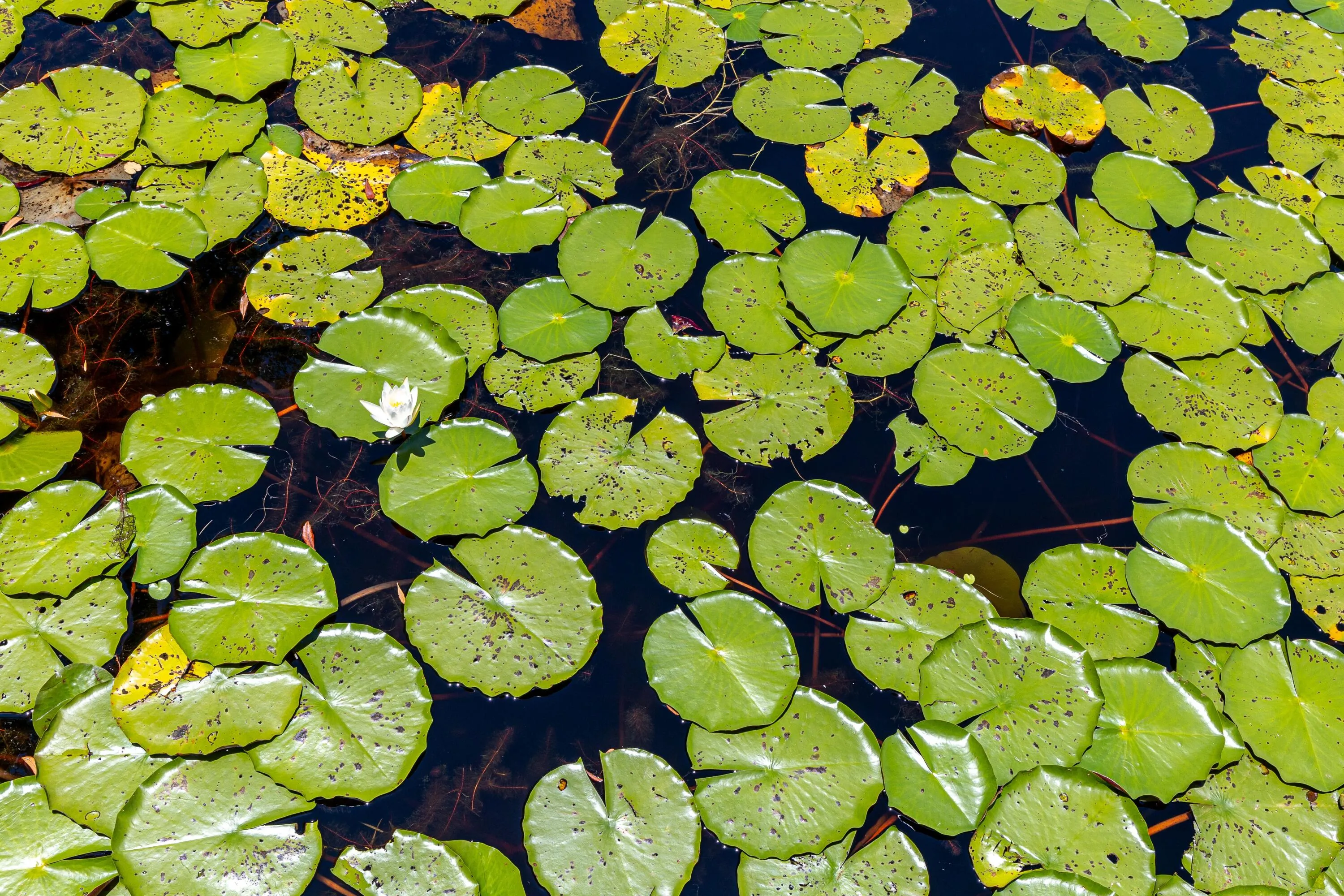 Santa Rosa Beach, Florida 32459, United States, 3 Bedrooms Bedrooms, ,4 BathroomsBathrooms,Residential,Active,169523