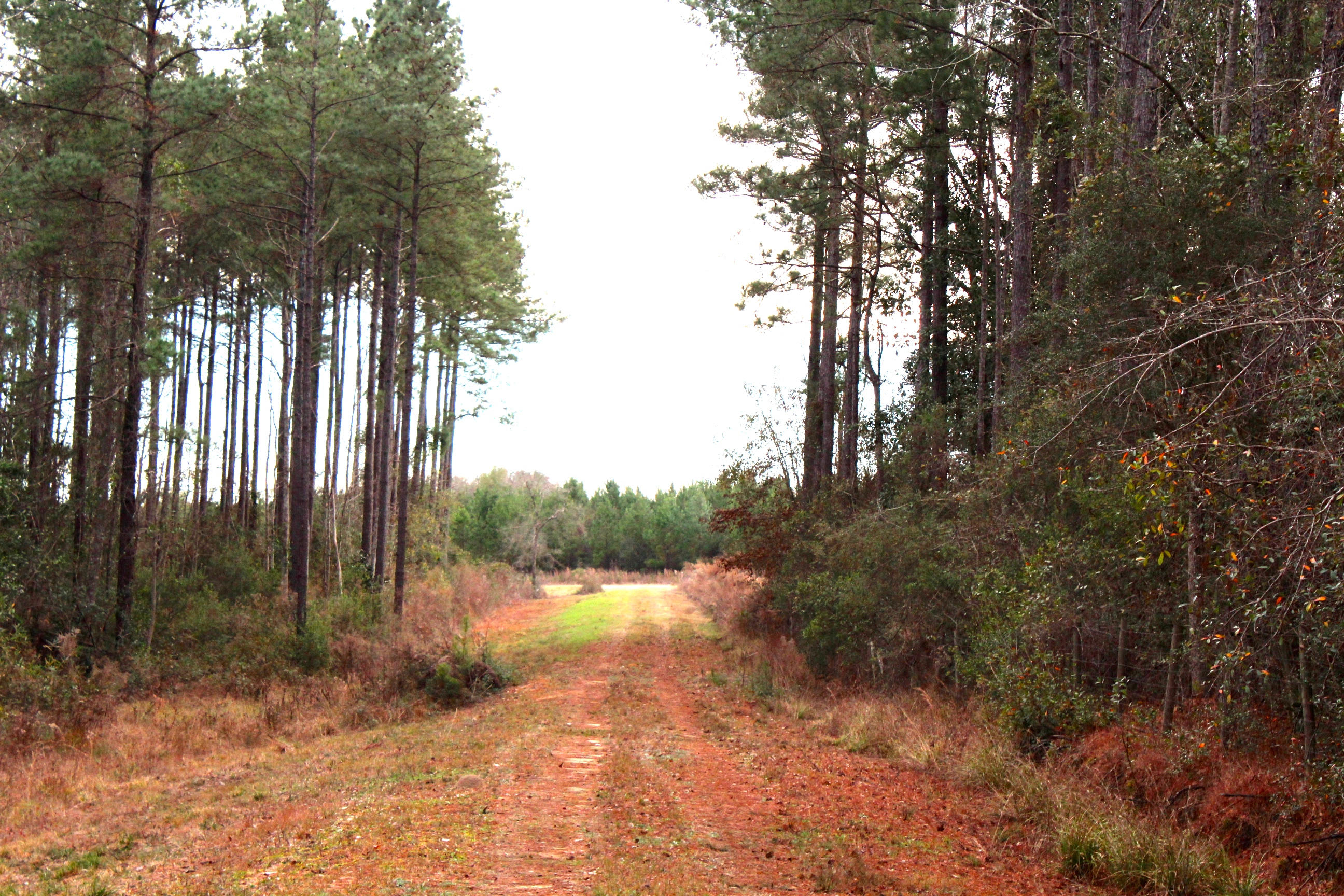 27.7 acre wooded parcel. Pond, creek, 3000 S.F. barn. Perfect for hunting, great place to park an RV. Power is run to the barn. Priced right. Seller firm.