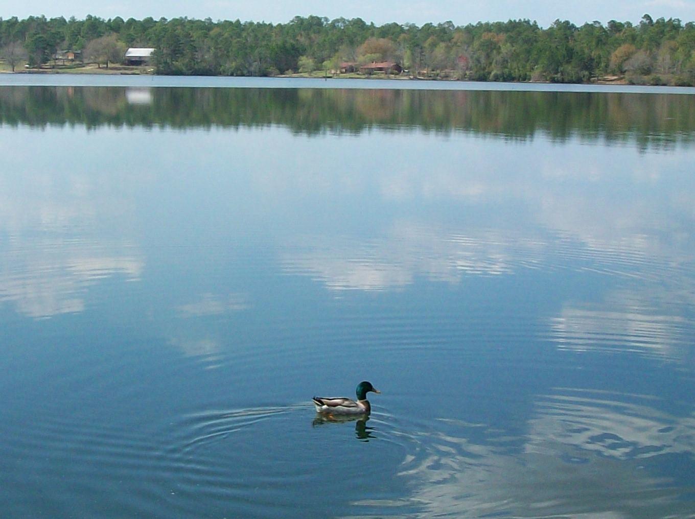 SPRING LAKE ESTATES - Residential