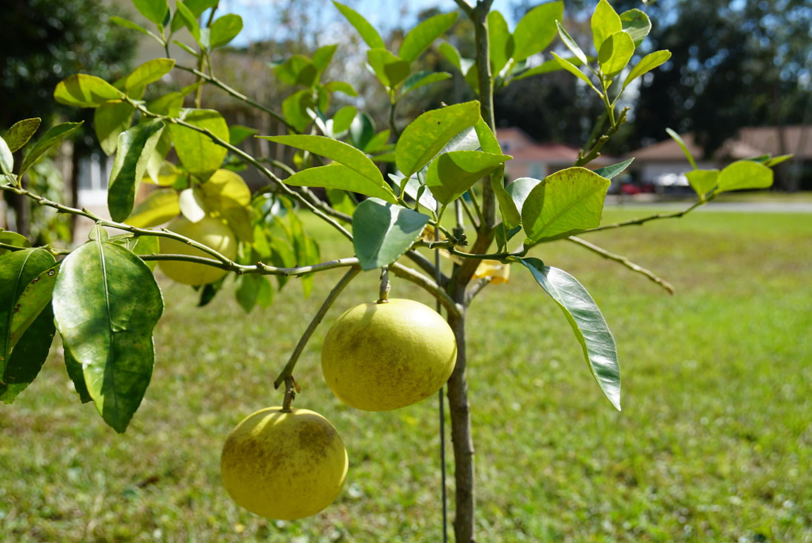 PINEWOOD ESTATES - Residential