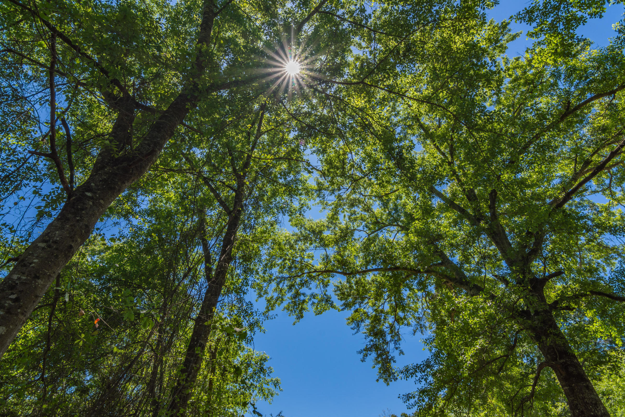 Currie Lakes S/D - Land