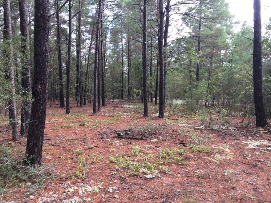 10 ACRE PARCEL WITH LOT OF TREES, ACCORDING TO SELLER LAND CAN BE DIVIDED IN HALF LIMITED TO TWO HOMES TOTAL EACH HOME MUST HAVE A MINIMUM OF 400 SQ.FT.