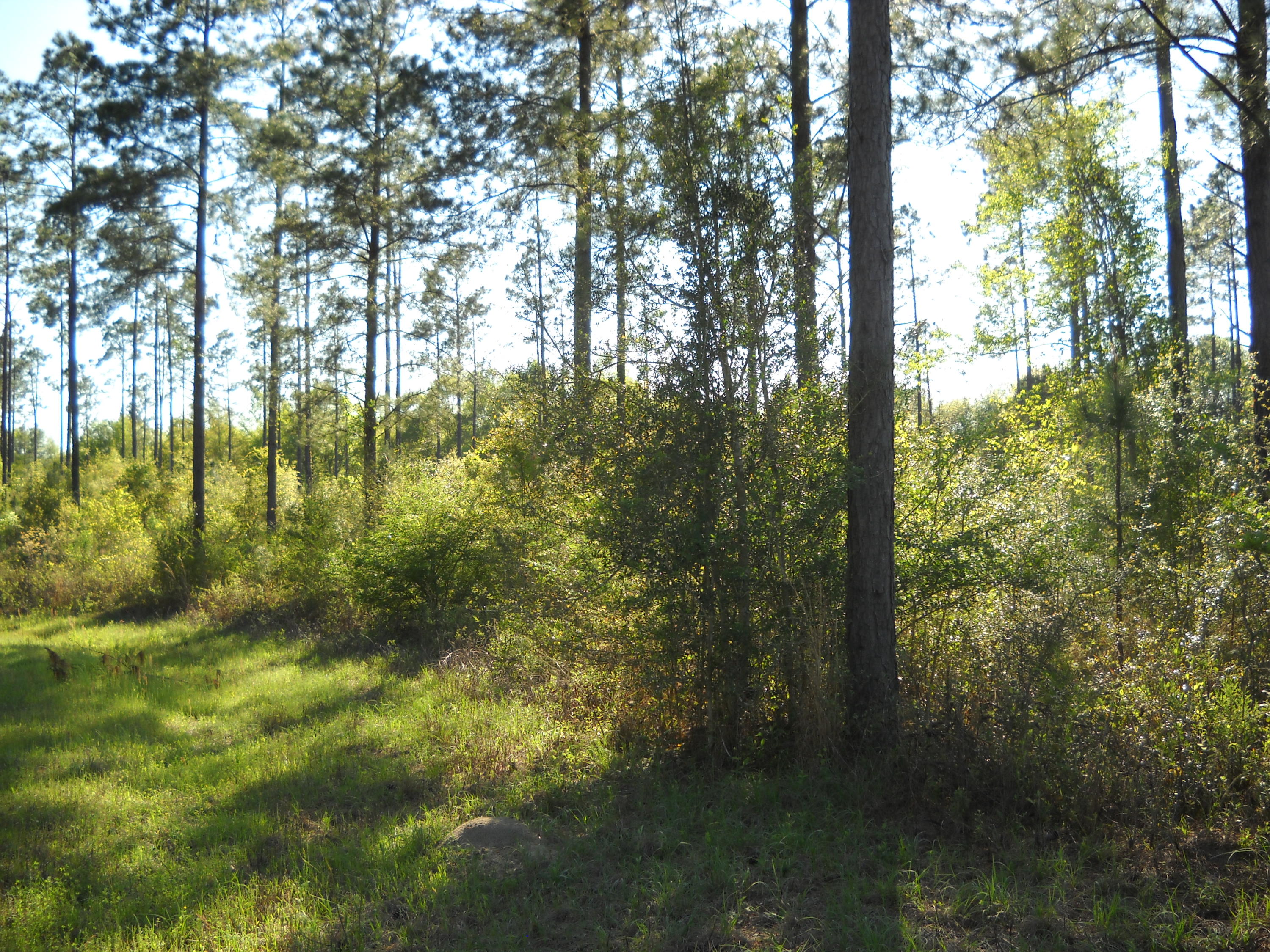 Canopy Crossing - Land
