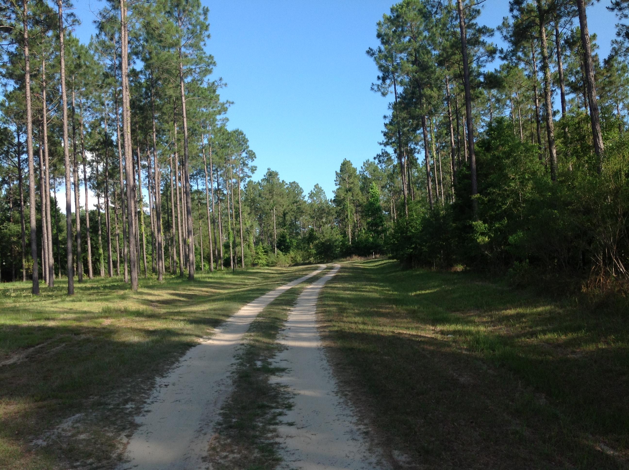 Canopy Crossing - Land