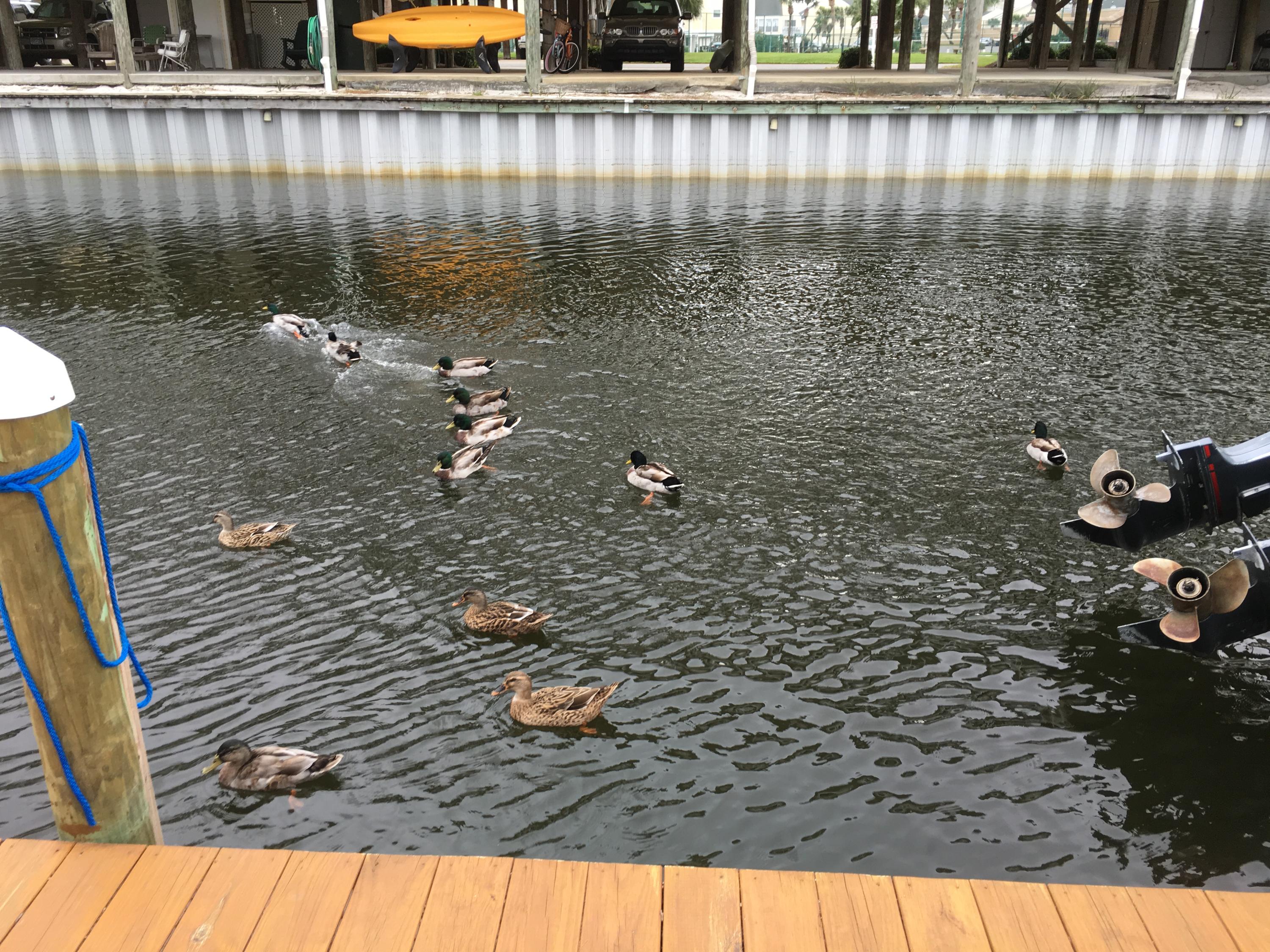 SANDPIPER COVE PH 03 - Residential