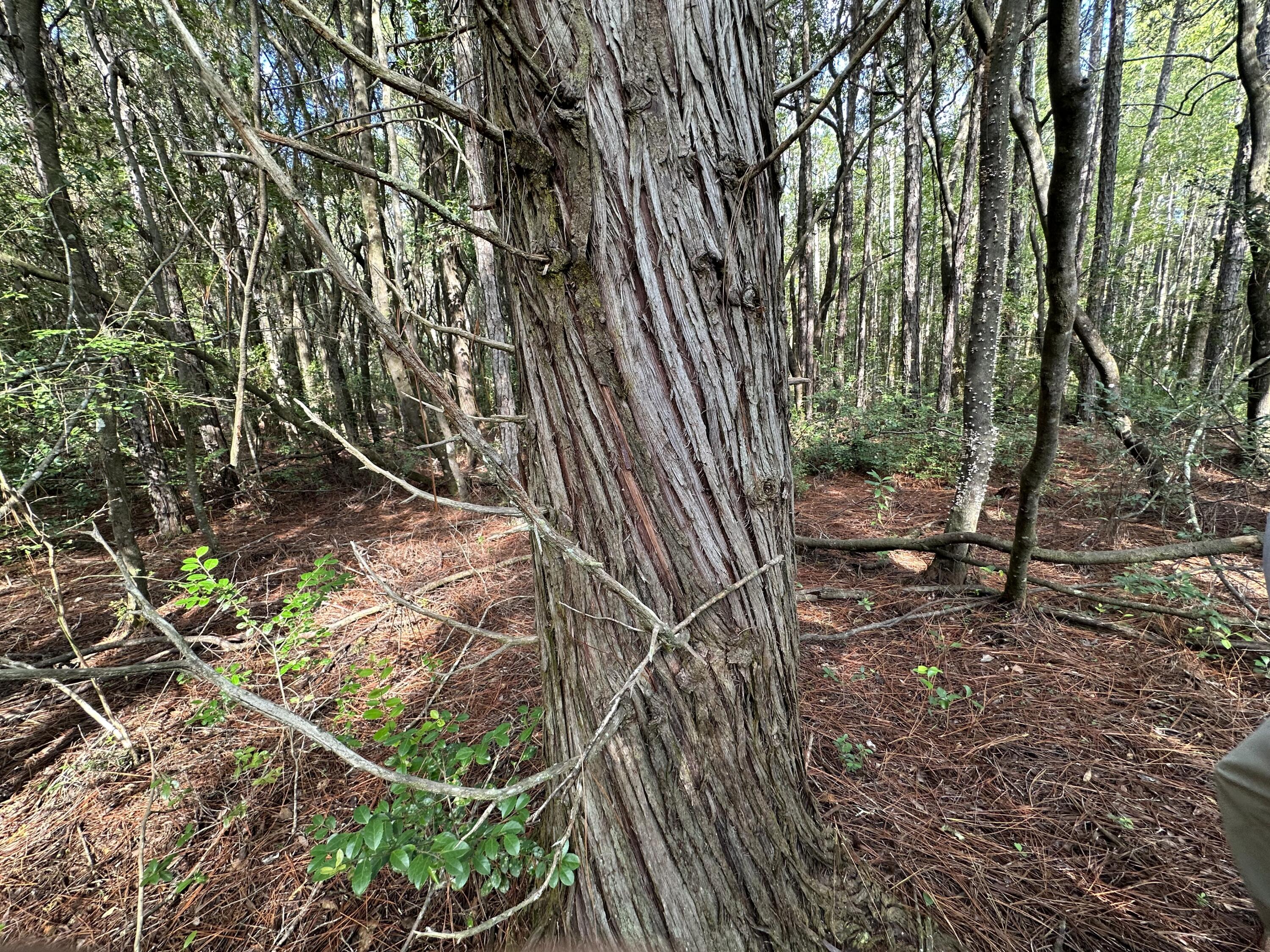 METES & BOUNDS - Land