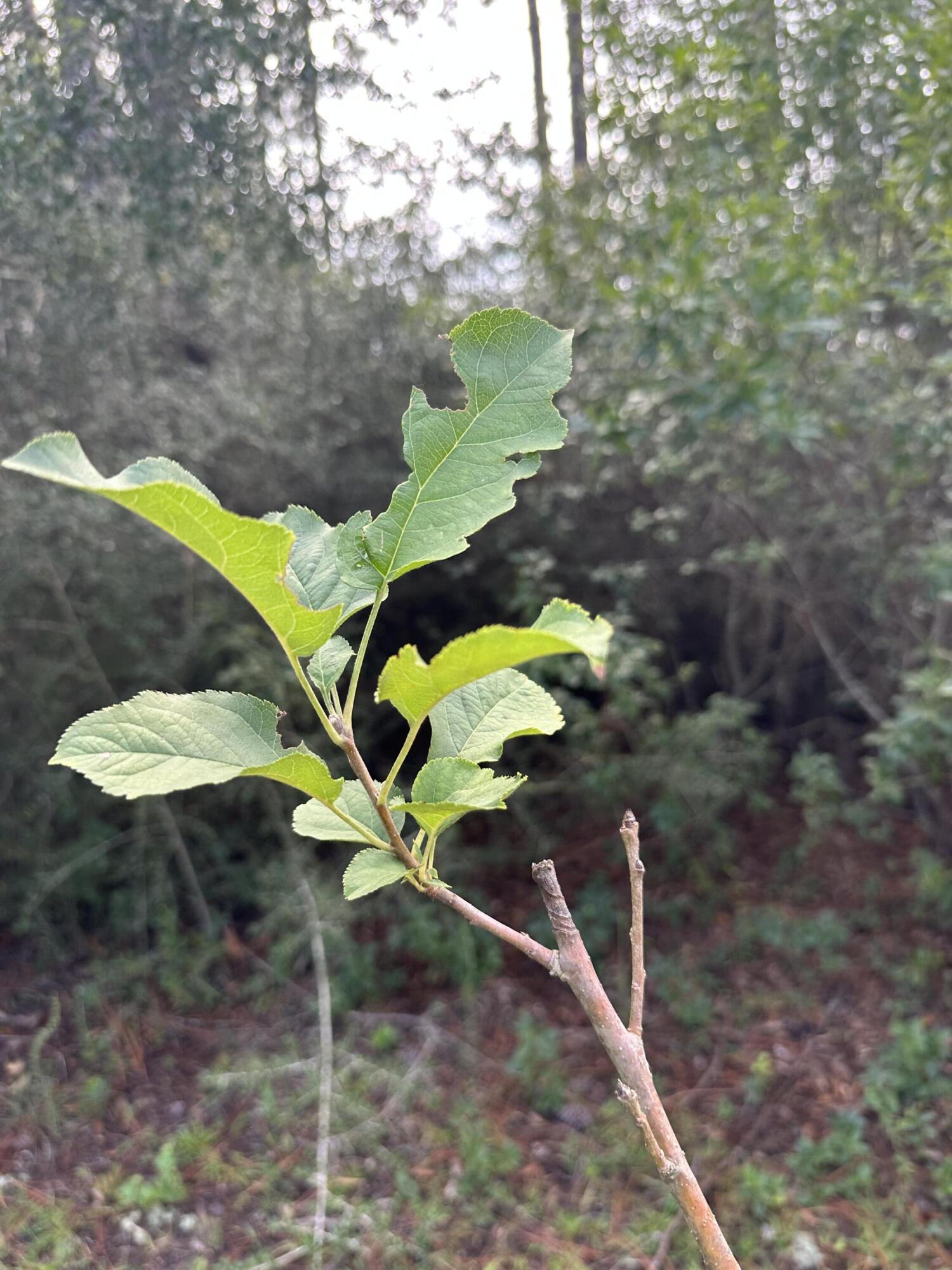 METES & BOUNDS - Land