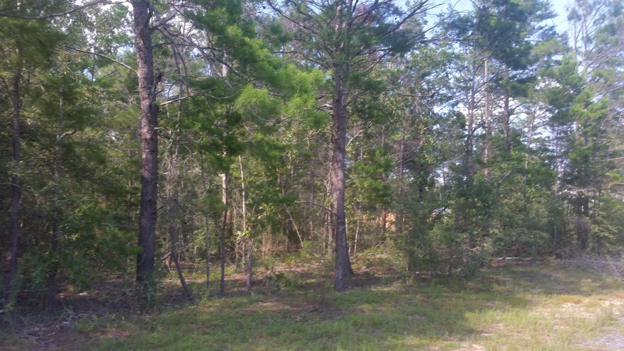 Beautiful wooded lot located in Mossy head just minuets away form Hwy 285/Interstate exchange. Lot measurements subject to an up to date survey.