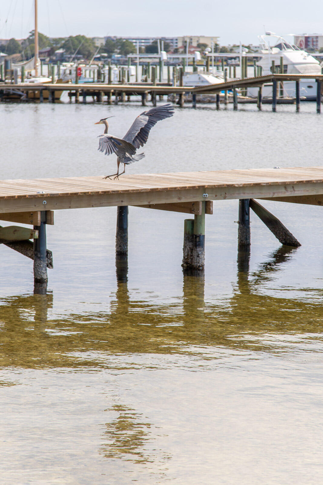 PIRATES BAY PH I UNIT B315 - Residential