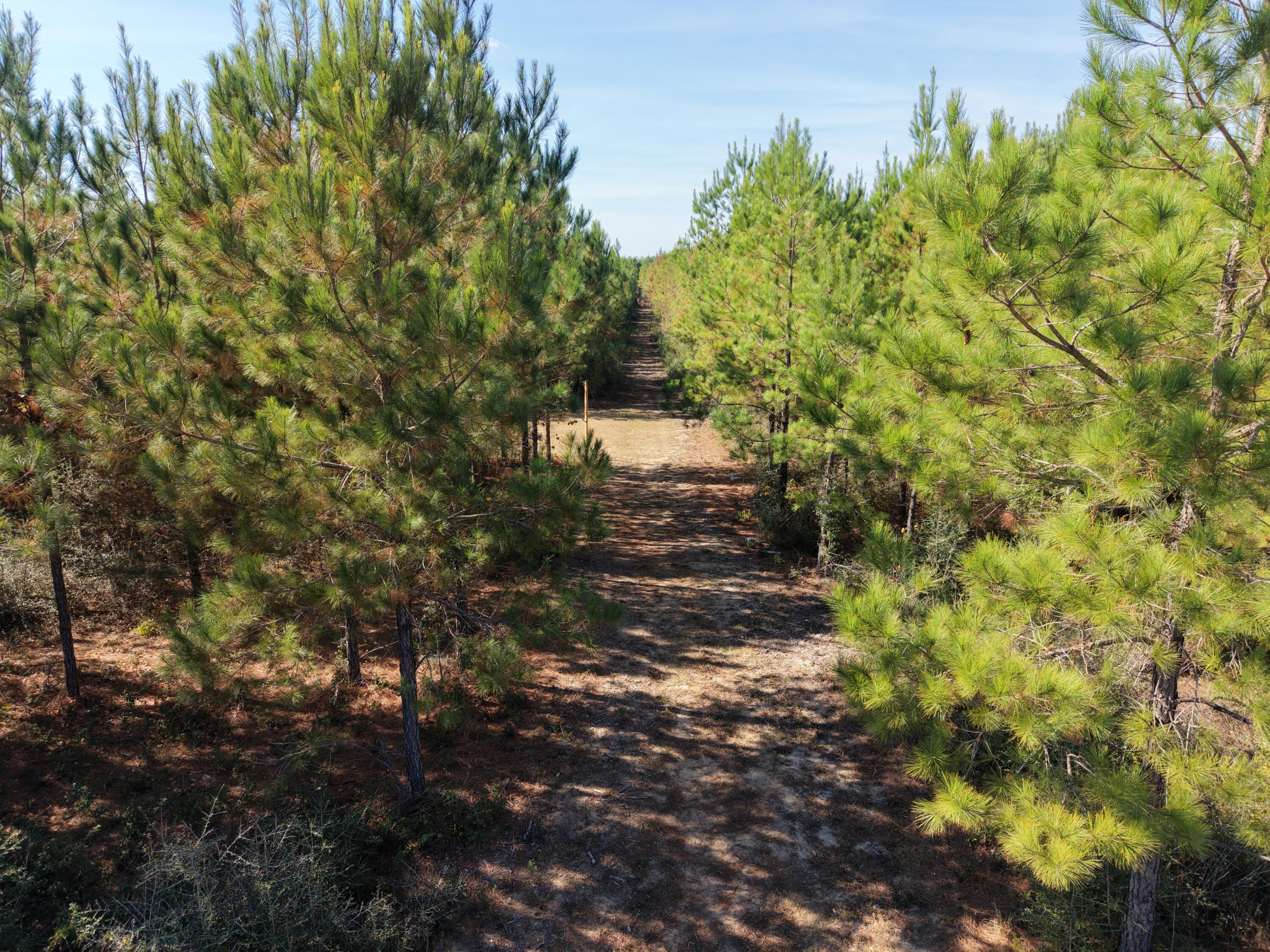Lot 10, Lakewood Forest - Land