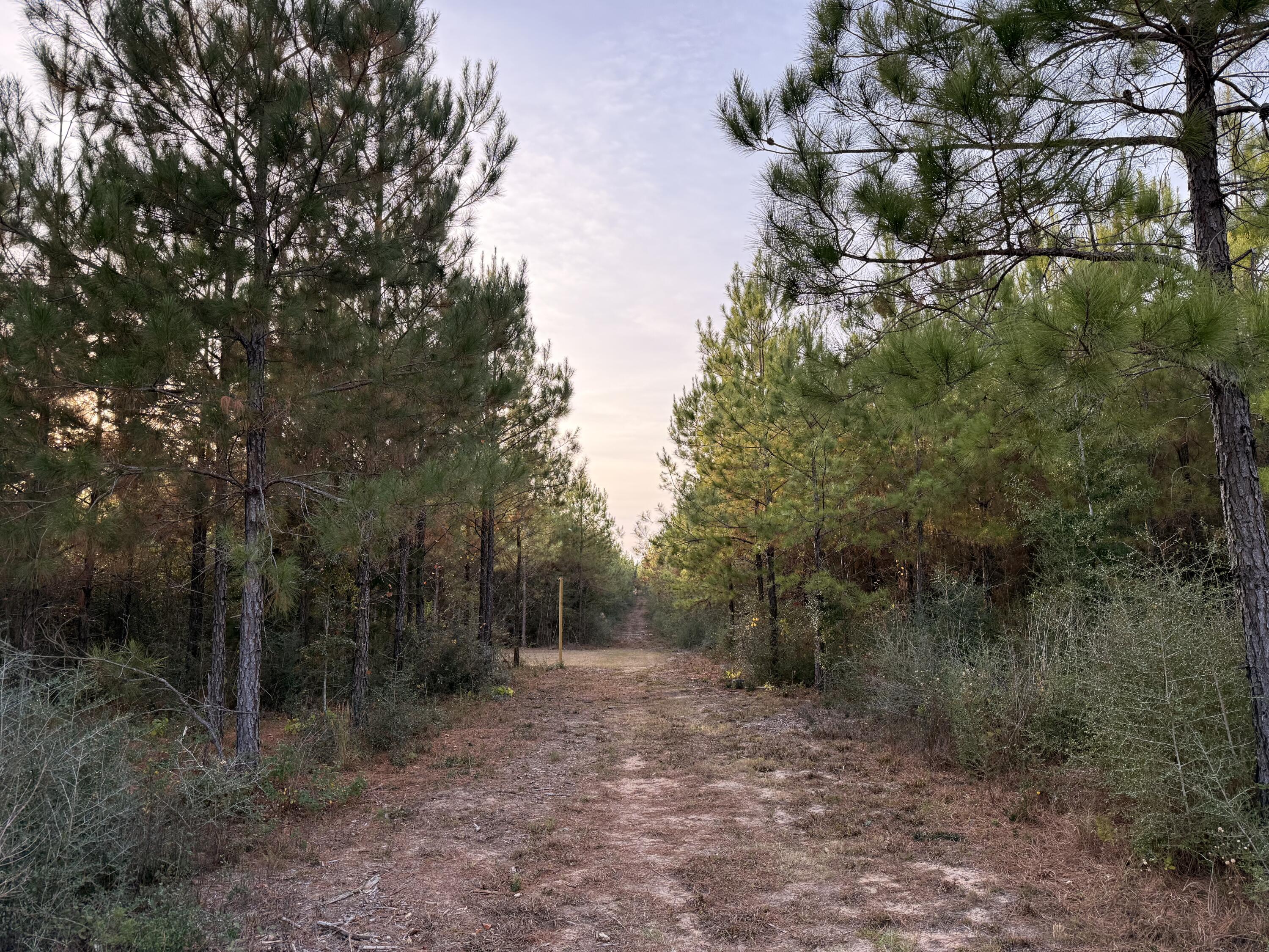 Lot 10, Lakewood Forest - Land