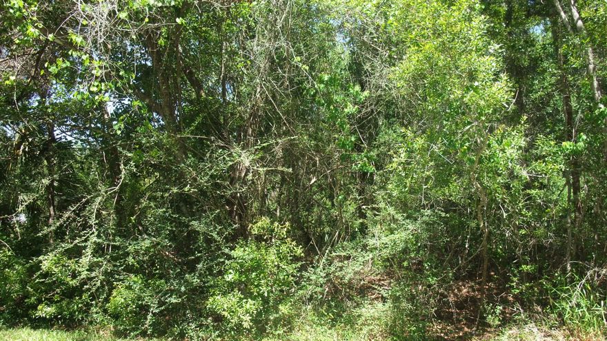 1.9 AC WOODS WITH WET AREAS