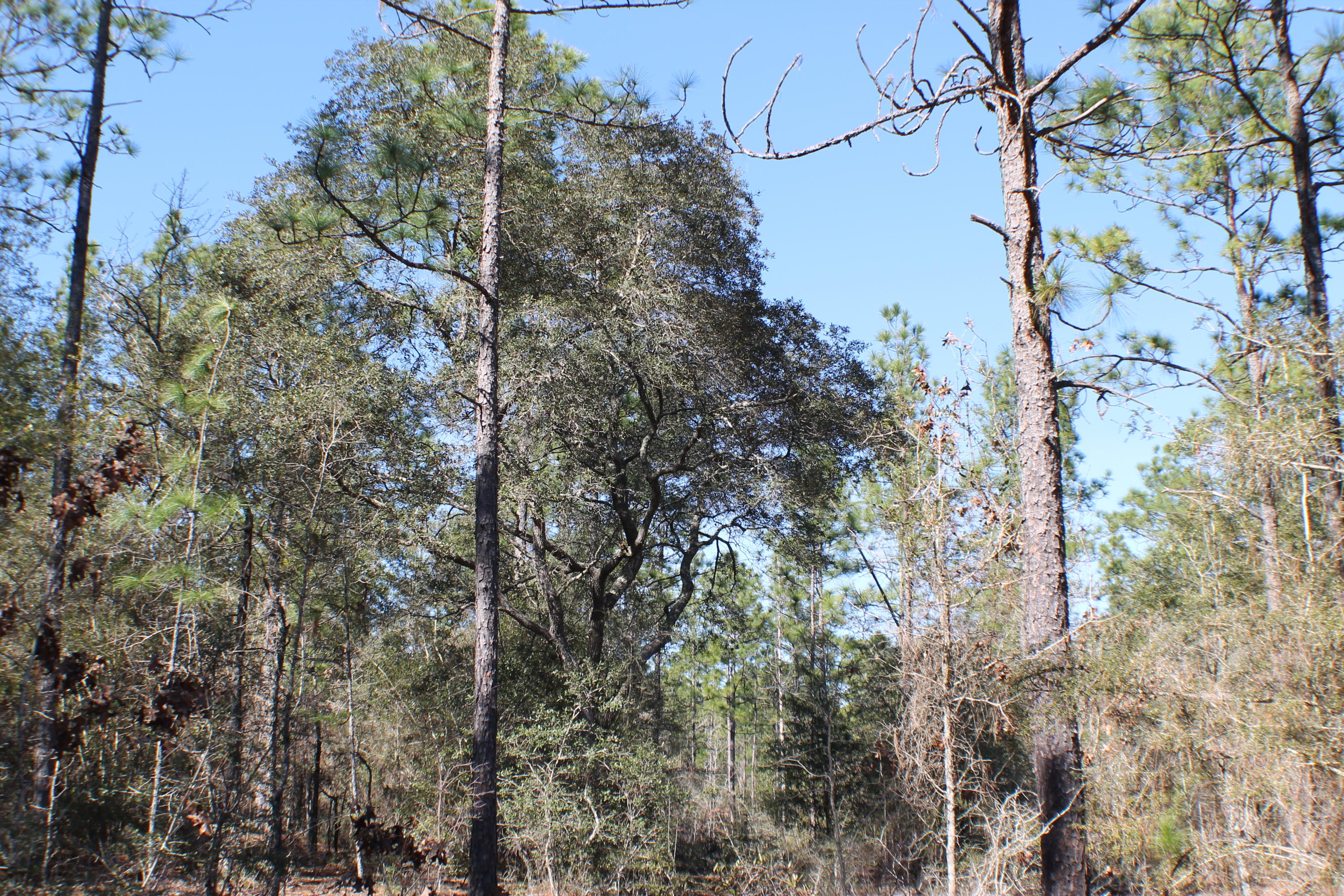 METES & BOUNDS - Farm