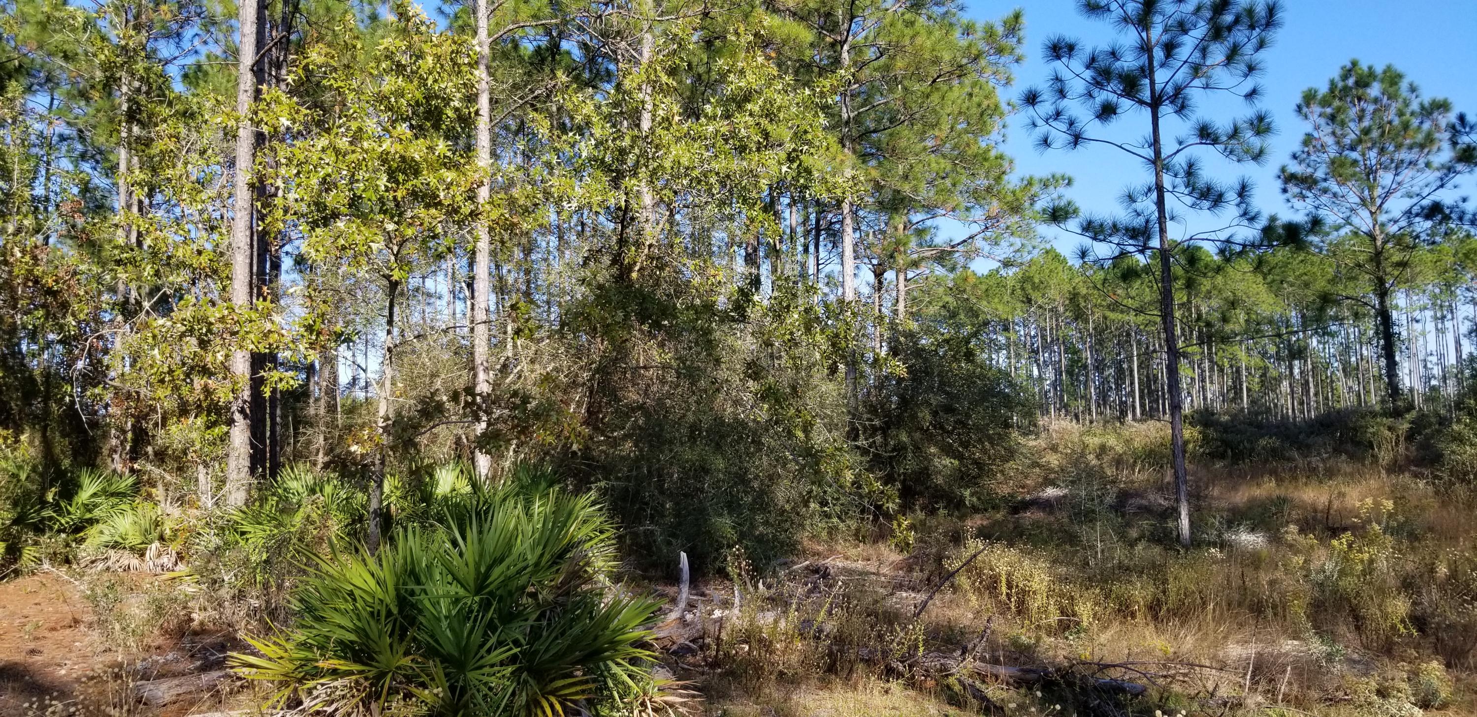 WINDSWEPT ESTATES - Land