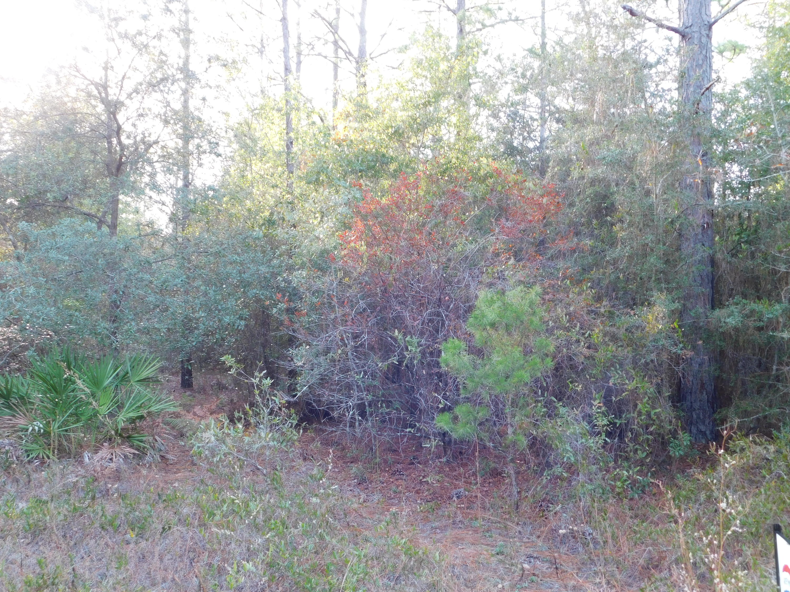 Bring your house plans!! 2.61 AC level ground to build you dream house!! Lovely neighborhood and additional land available!!