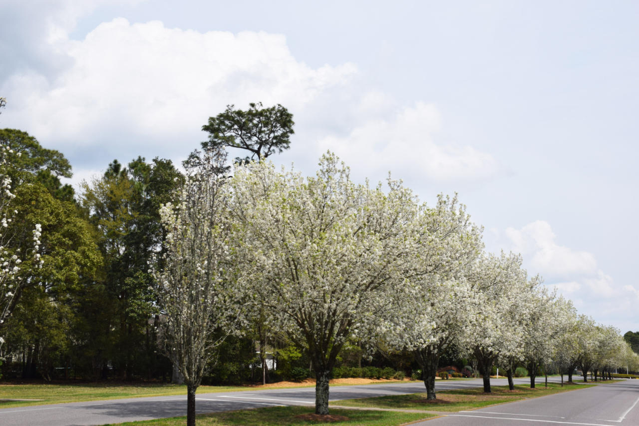 Fairway Lakes Phase 2 - Residential