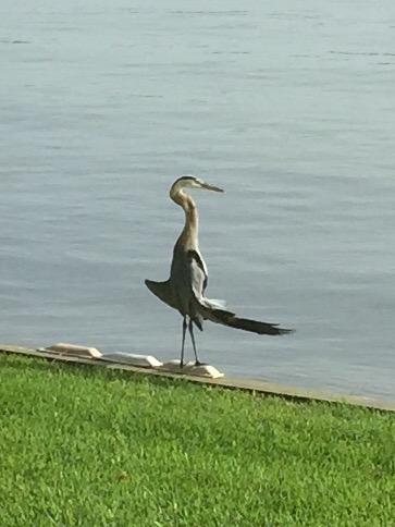 CAPTIVA COVE - Residential