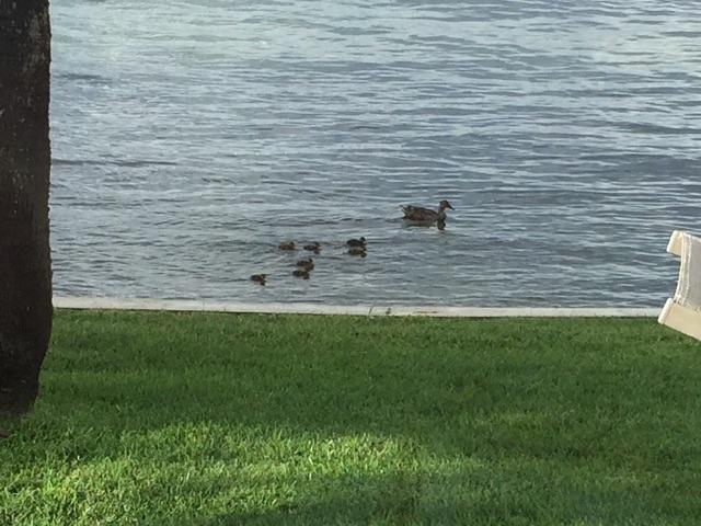 CAPTIVA COVE - Residential