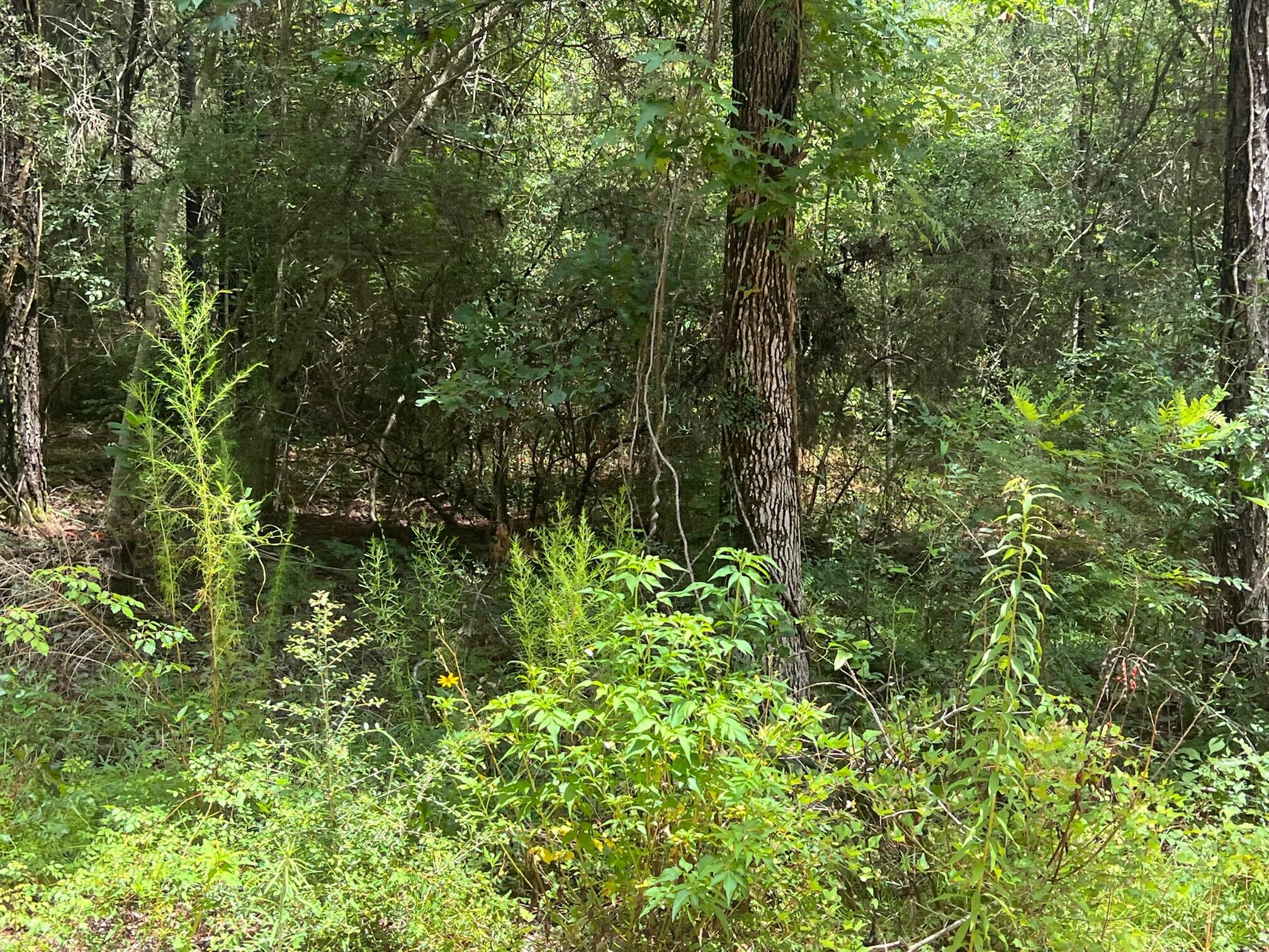 Spring Hill Farms S/D - Land