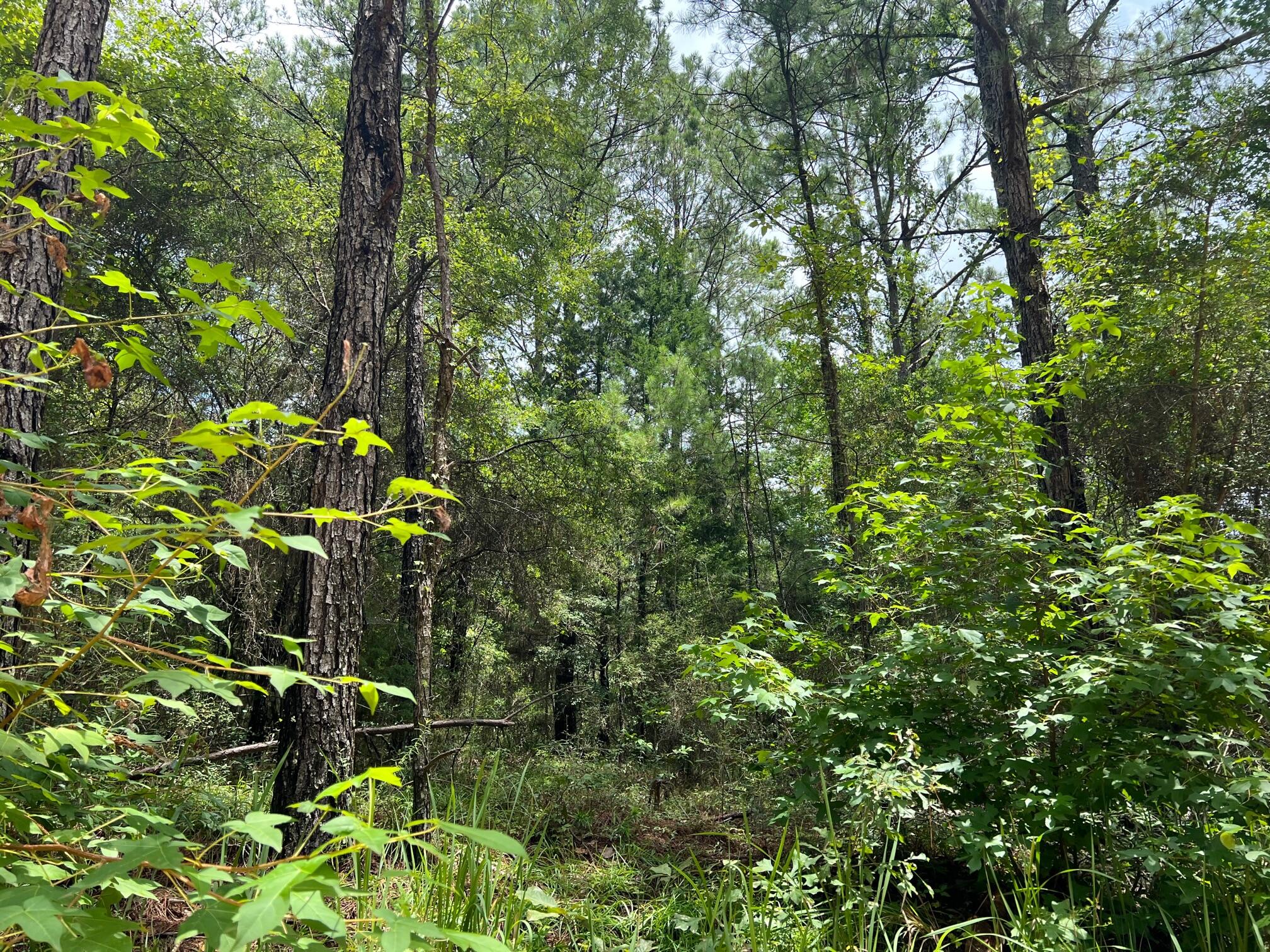 Spring Hill Farms S/D - Land