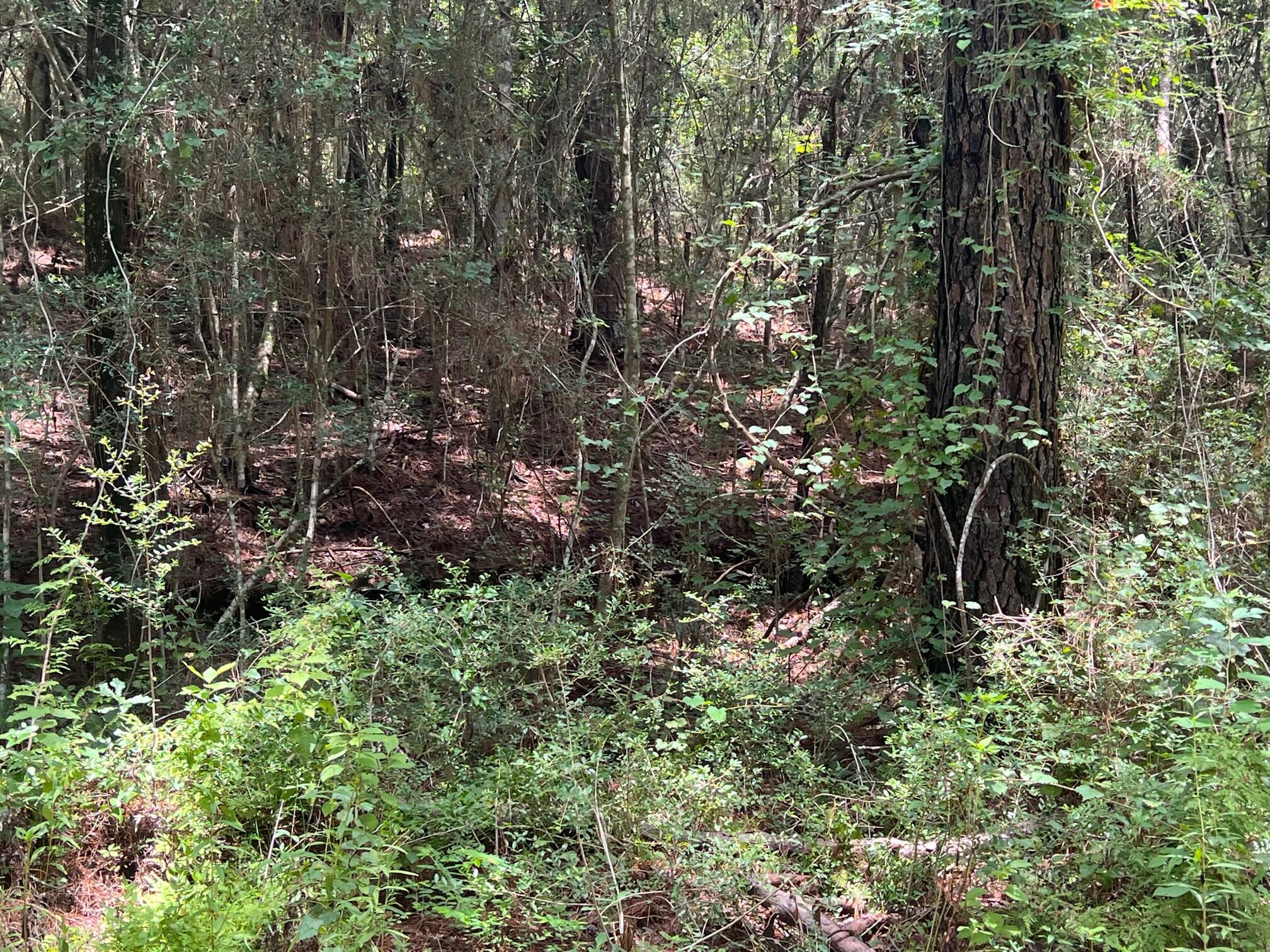 Spring Hill Farms S/D - Land