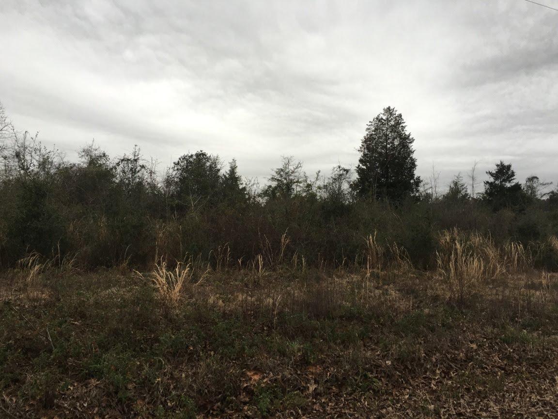 78 Acres Dean Road - Farm