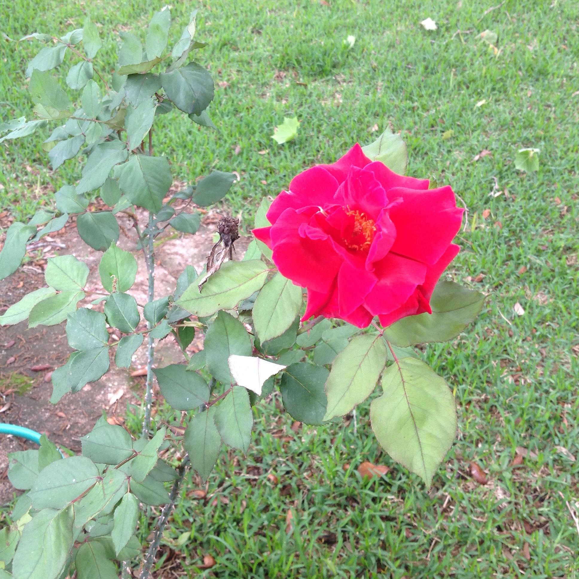 PARKWOOD LANE BLUEWATER BAY - Residential