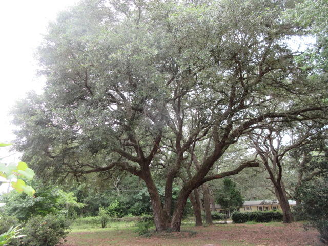 MULLET CREEK S/D - Residential