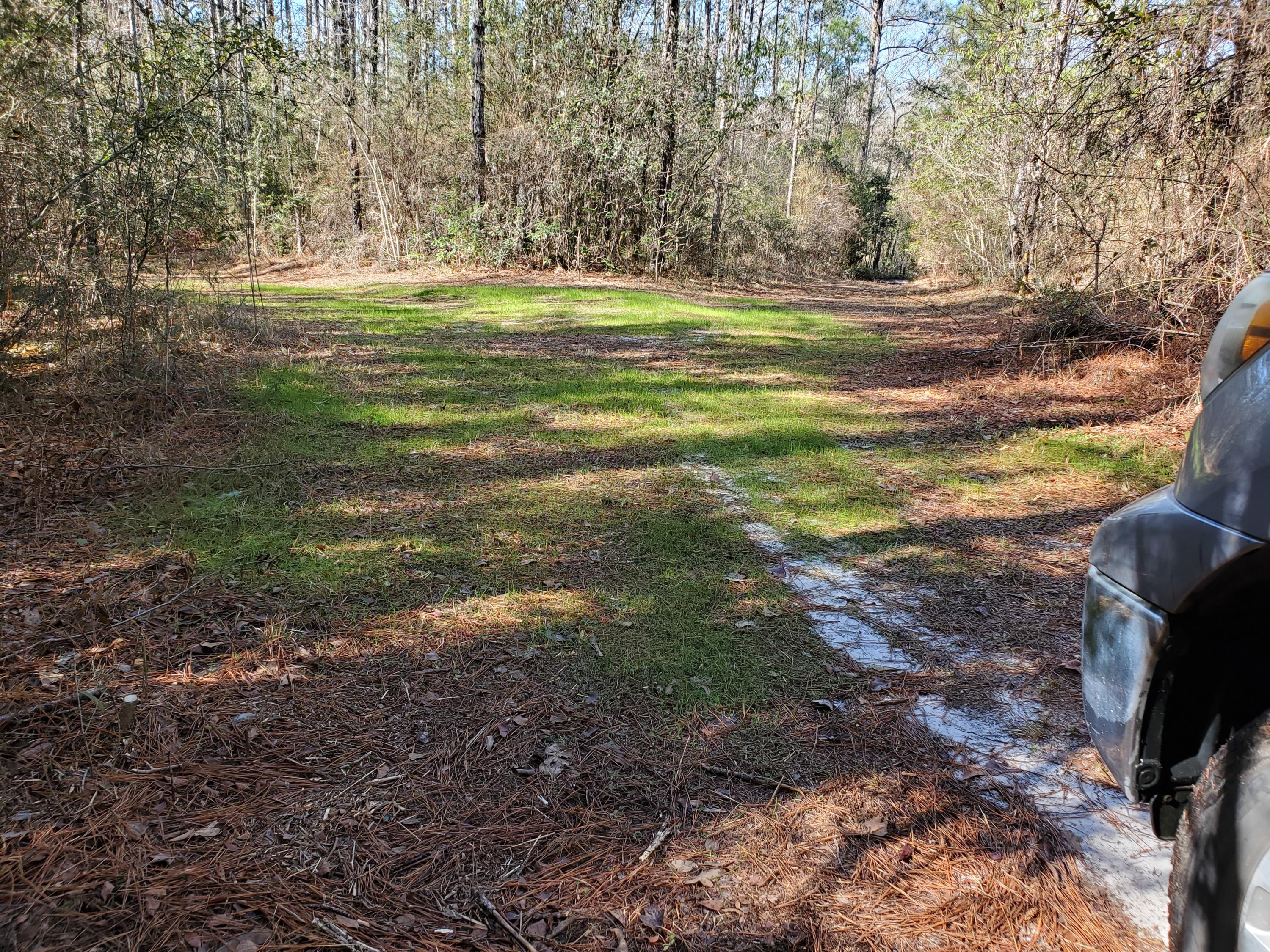 This land has been used for hunting and shooting. There are six prepared hunting sites for feeders and stands. An old bridge exists across the creek but it is foot and ATV traffic only. The pond is fed by a natural spring that has a steady flow. There is a natural gas pipeline right-of-way through the north corner. The land was planted with natural pines to this area and they are ready for cutting.